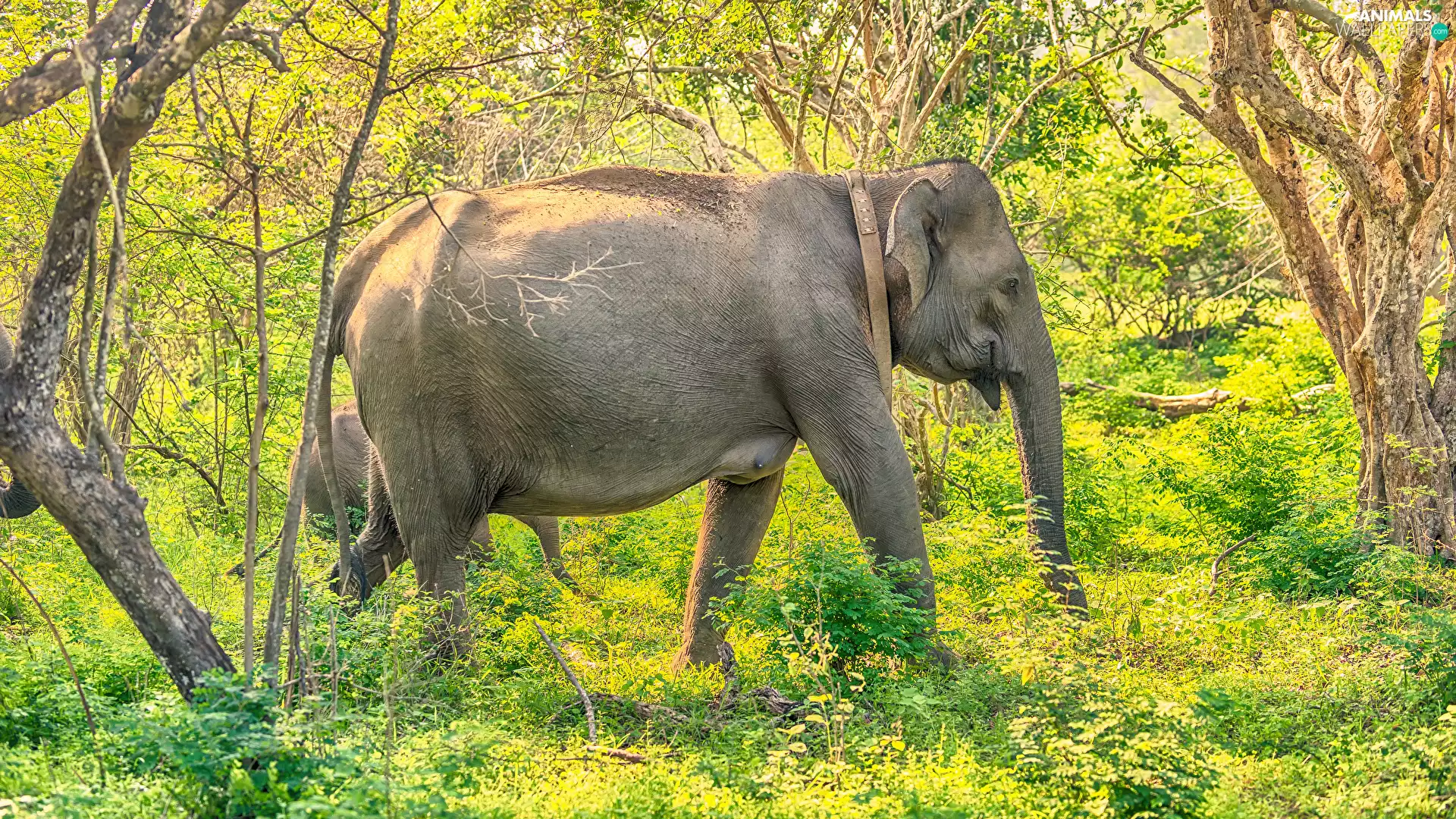 trees, viewes, elephant, baby elephant, Elephants