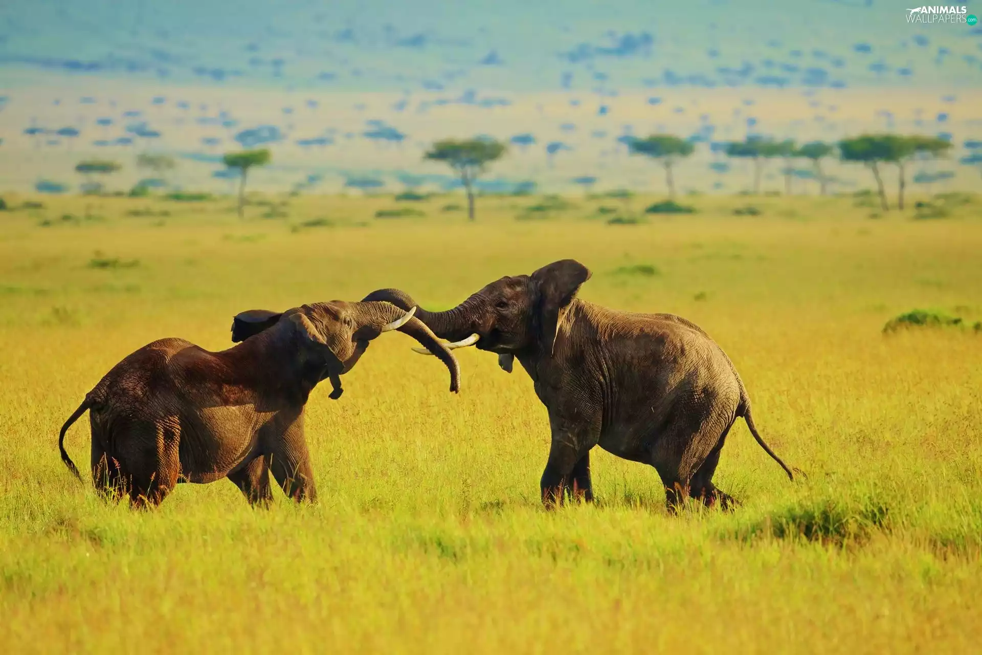 Baby Elephant, savanna