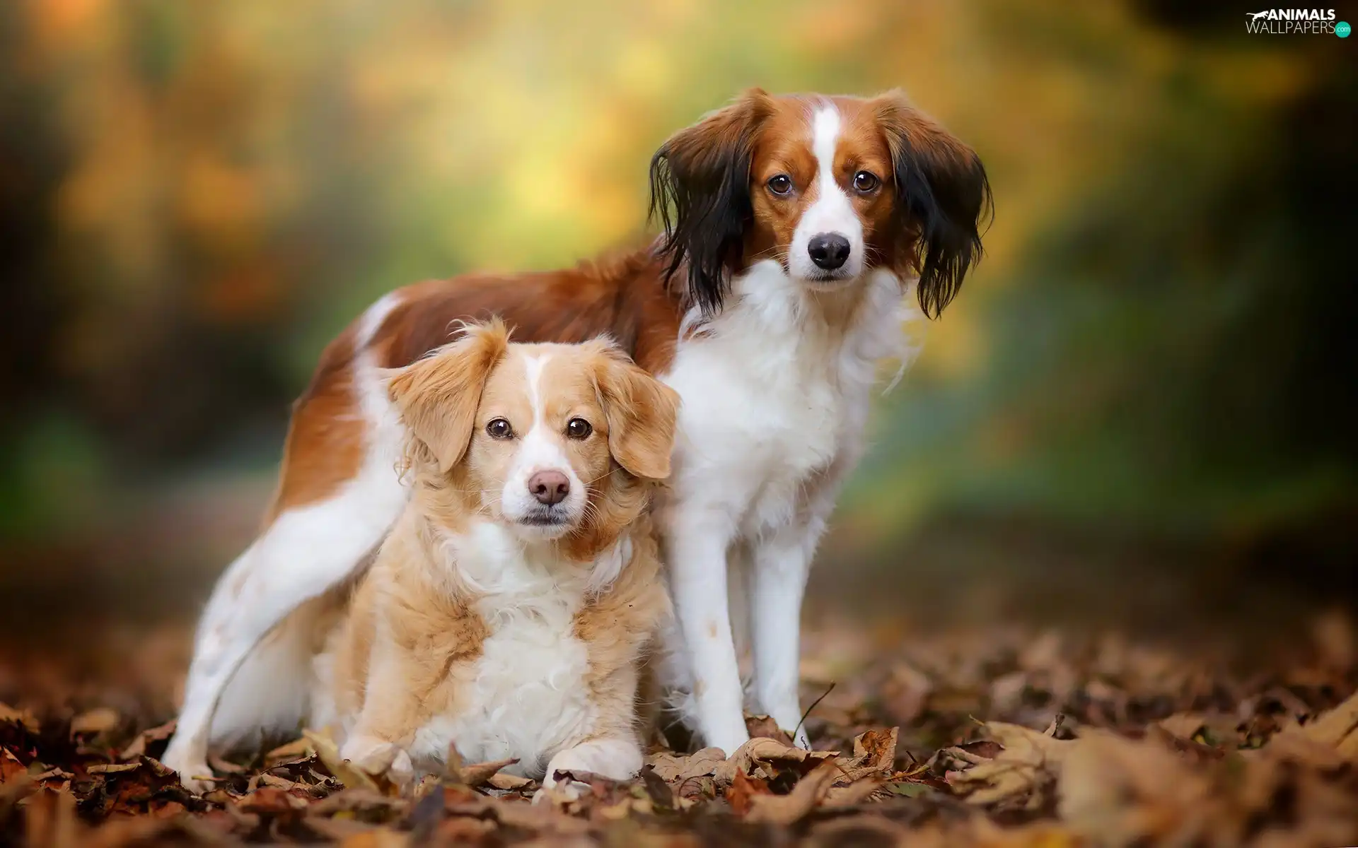 background, animals, Leaf, fuzzy, Flushing