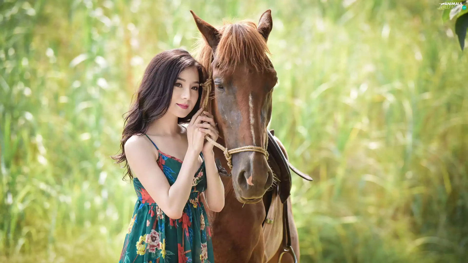 fuzzy, background, Asian, Horse, Women
