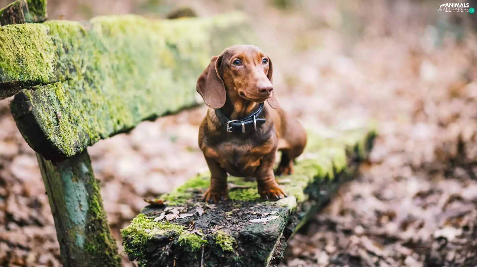 Moss, dachshund, fuzzy, background, Leaf, Bench