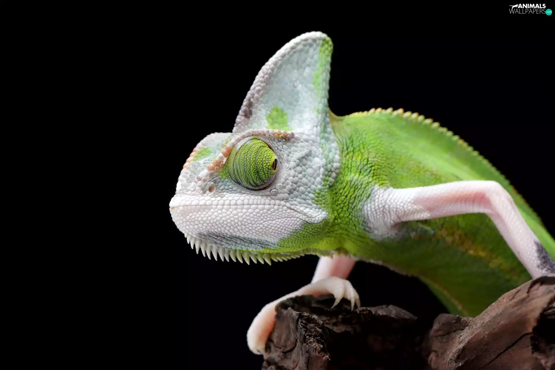 background, Cameleon, Black