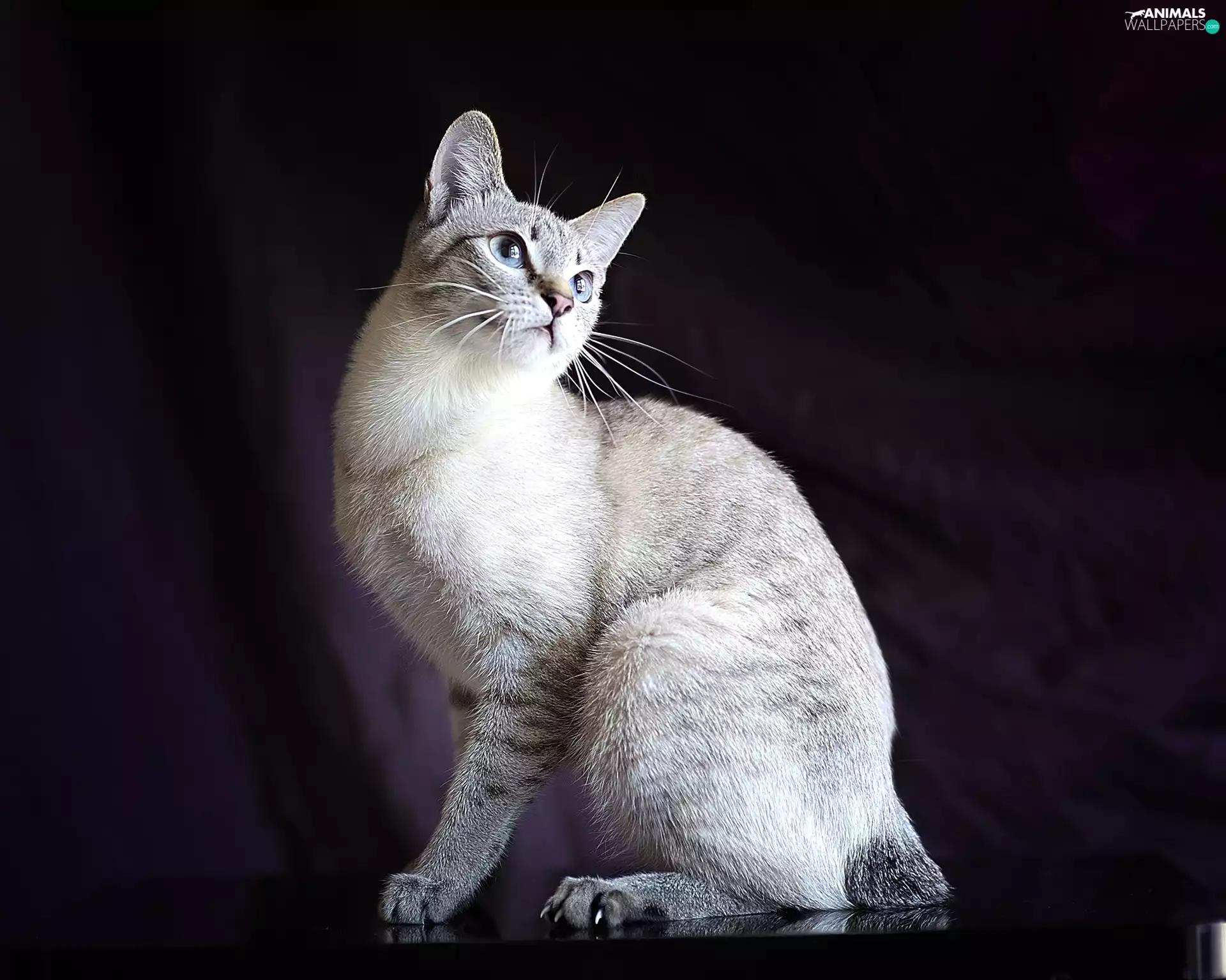 background, cat, Black