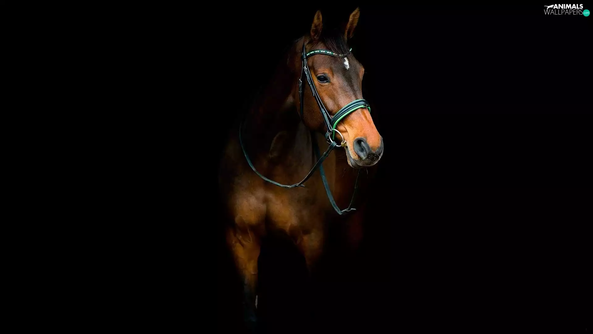 background, Horse, Black