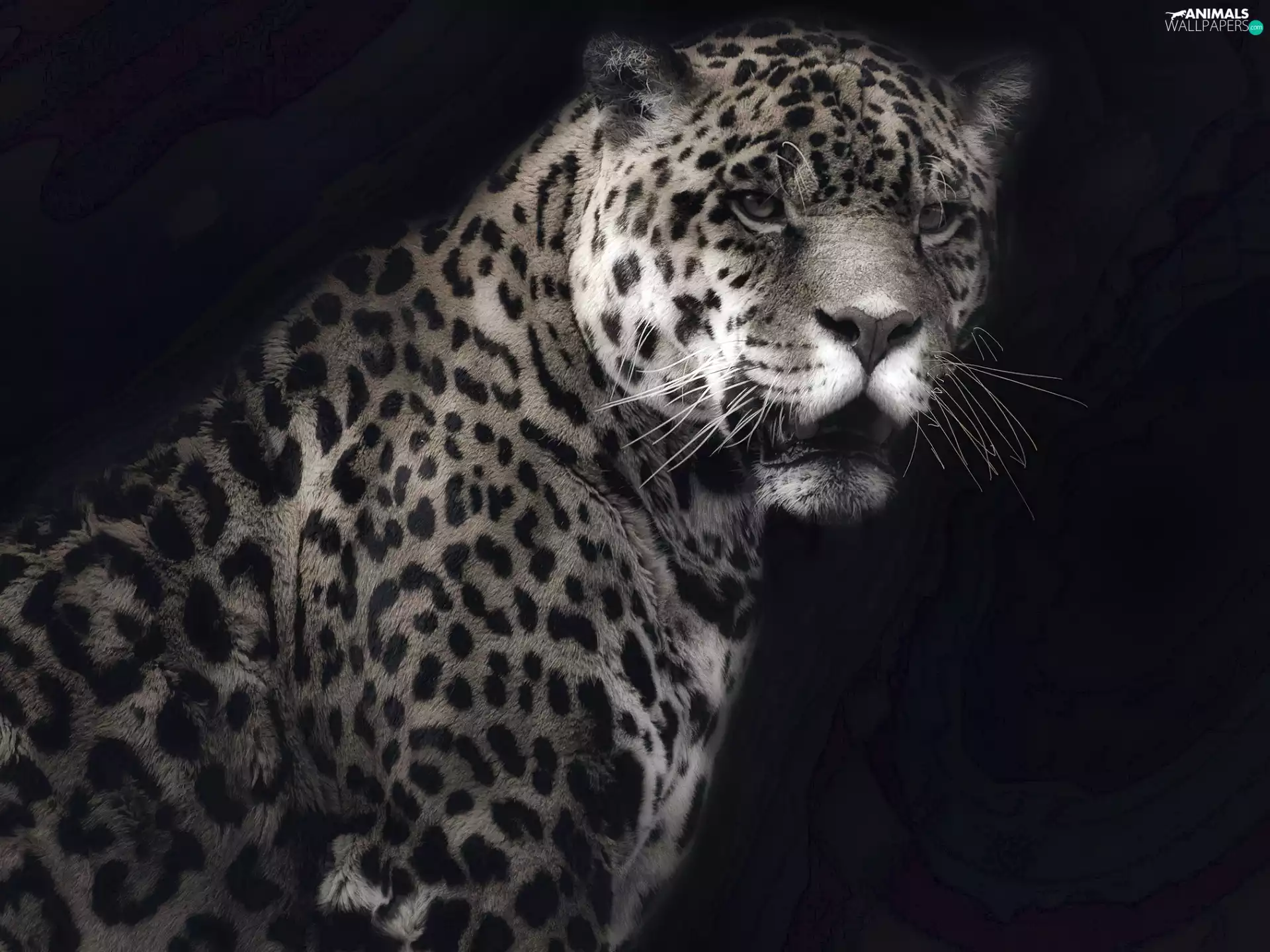 background, Jaguar, Black
