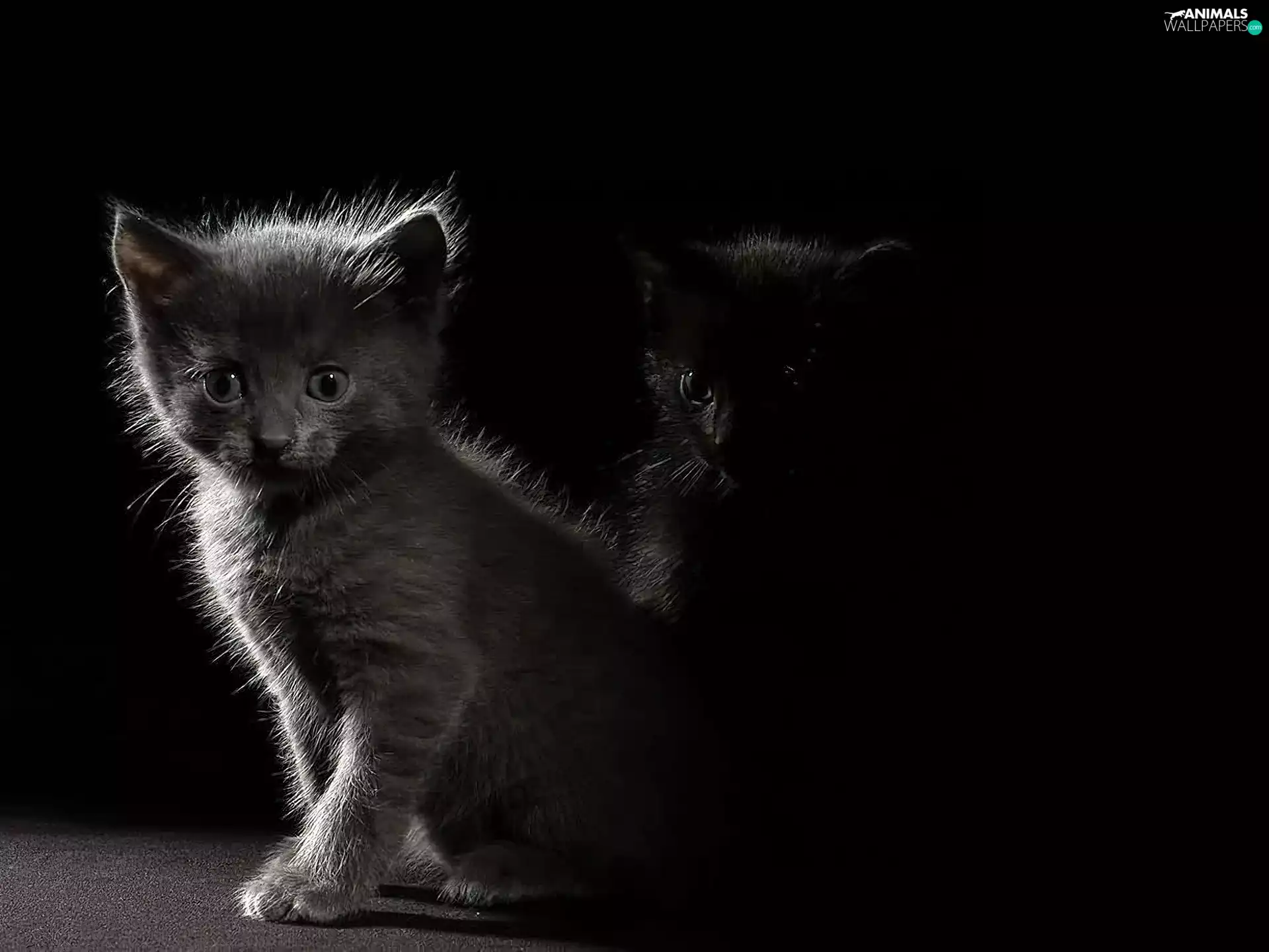 background, kitty, Black