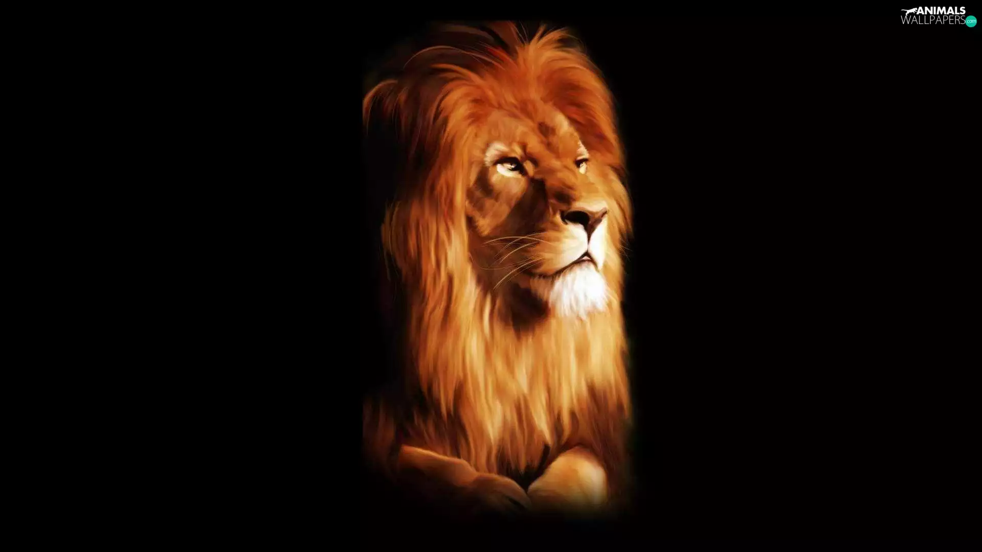 background, Lion, Black