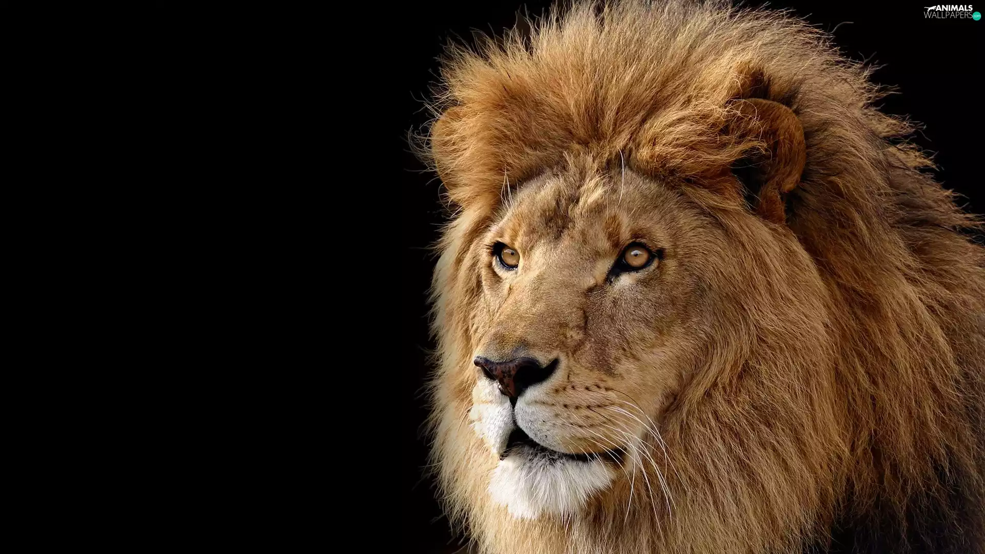 The look, black background, Head, mane, Lion
