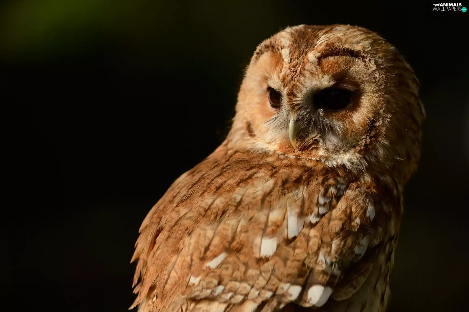 background, owl, Black