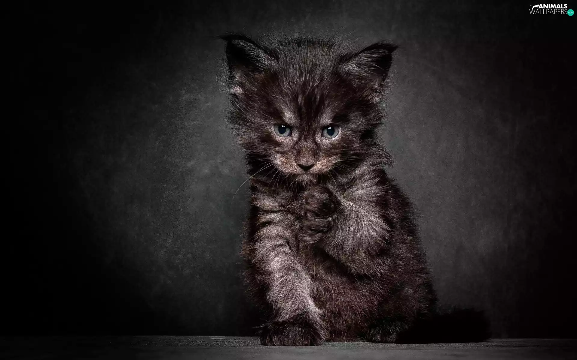 Black, background, Black, cat, small