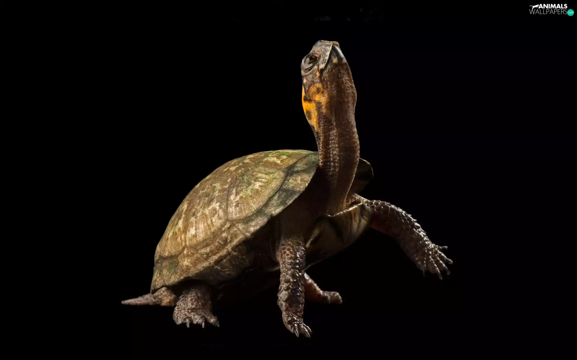 background, turtle, Black
