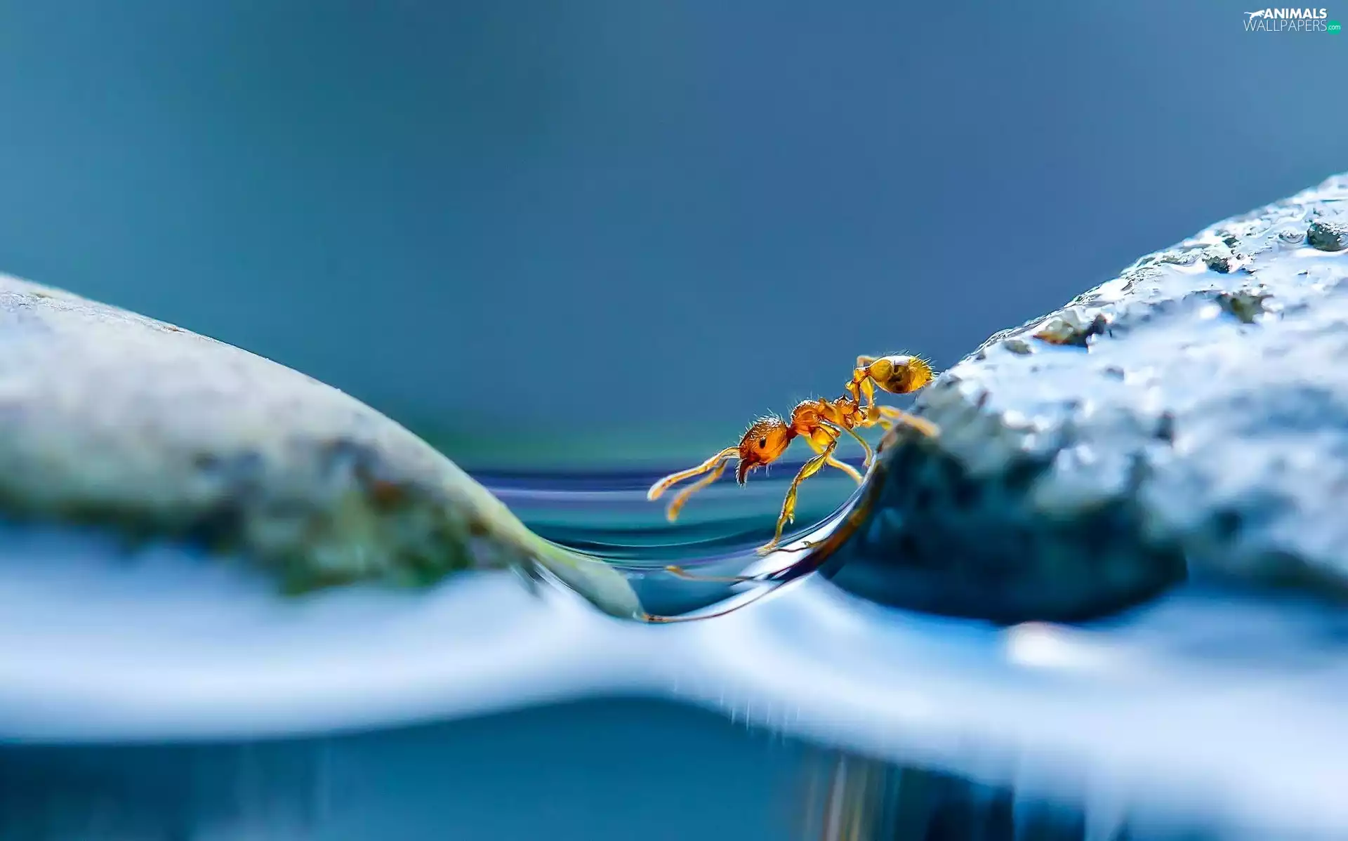 background, ant, Blue