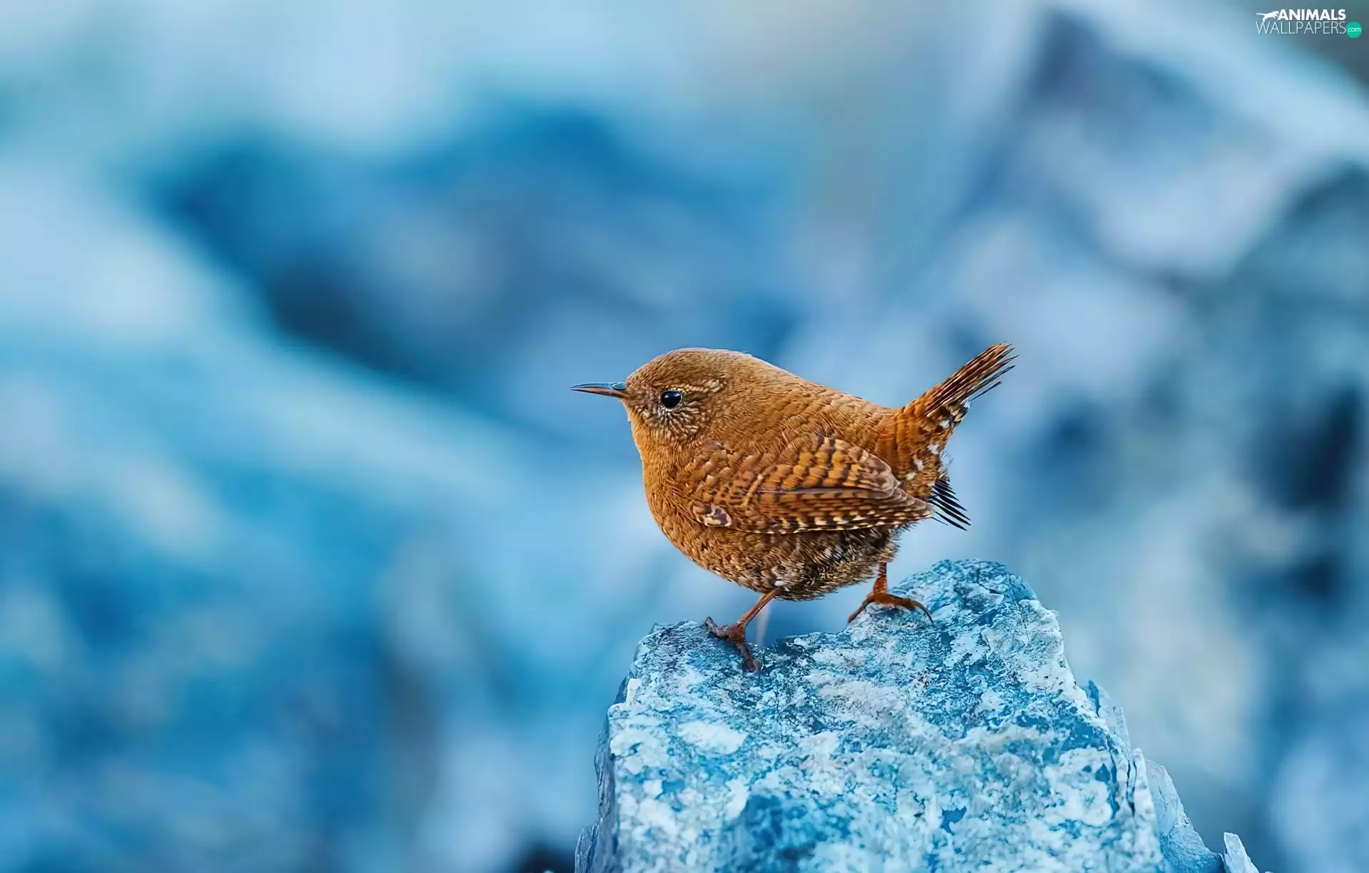 background, birdies, Blue