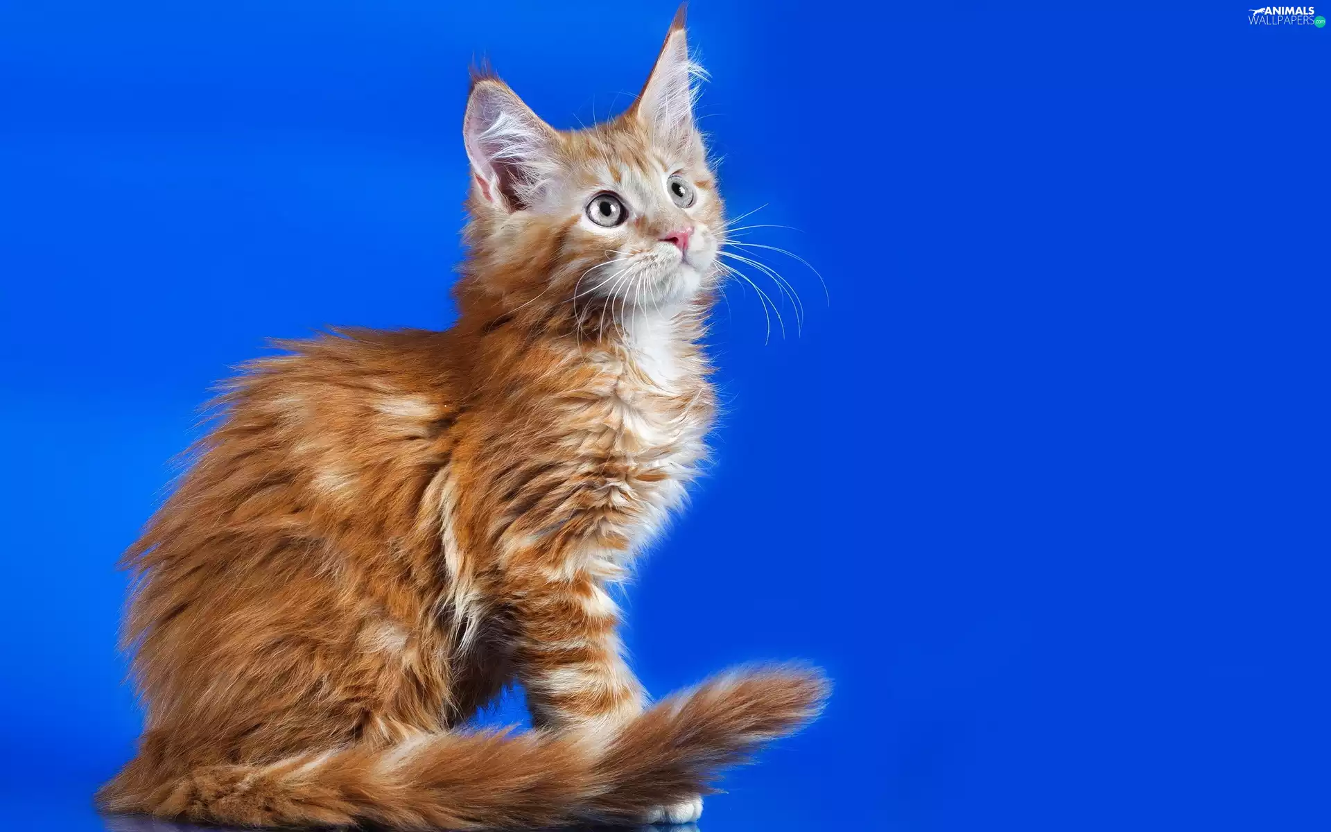 background, cat, Blue