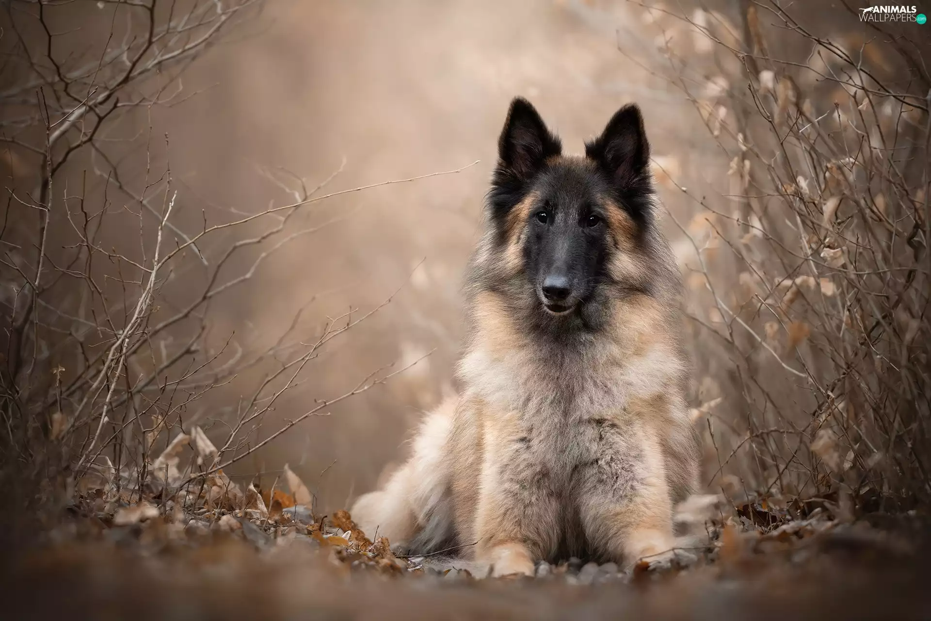 dog, Plants, blurry background, Belgian Shepherd Tervuren