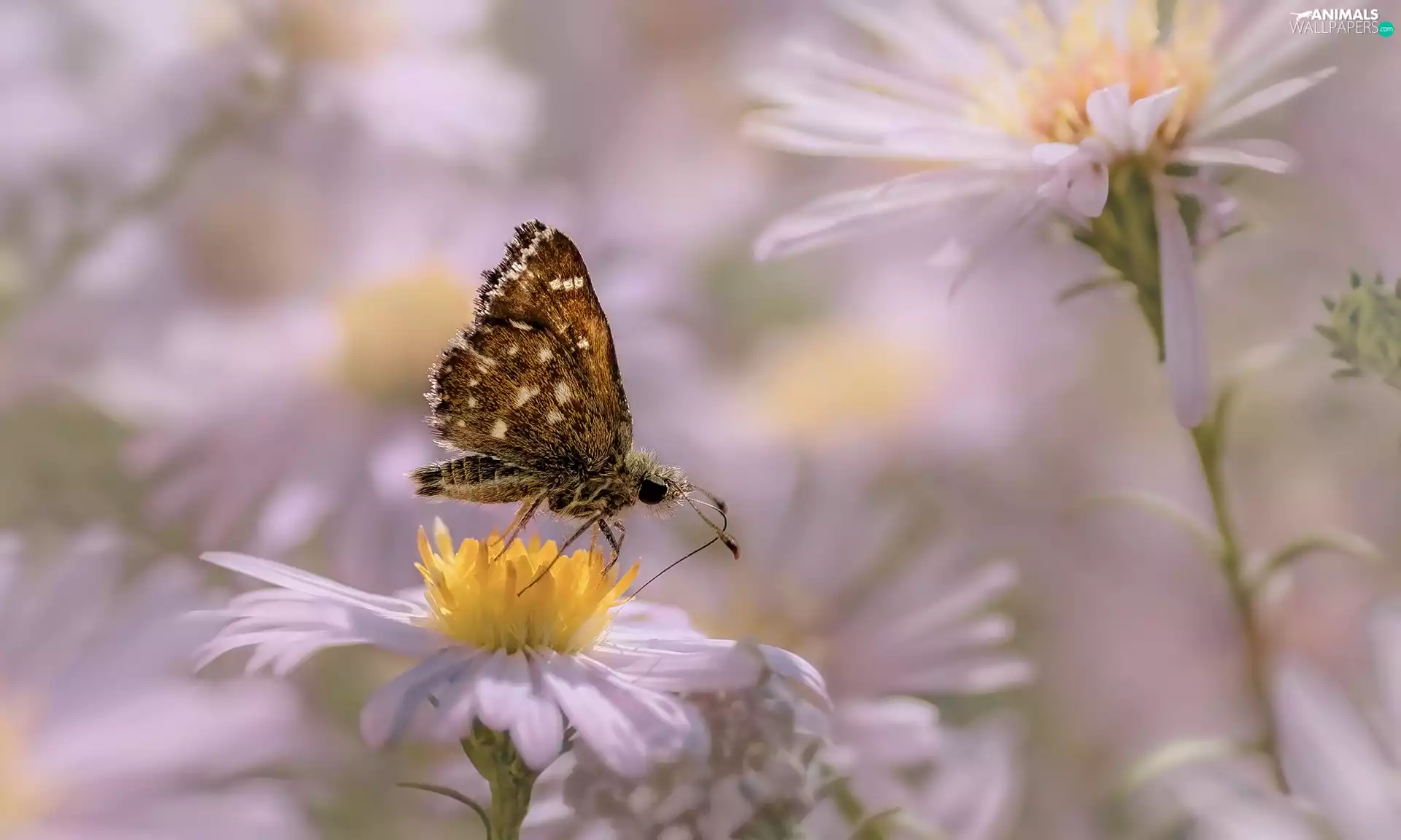 blurry background, butterfly, Colourfull Flowers