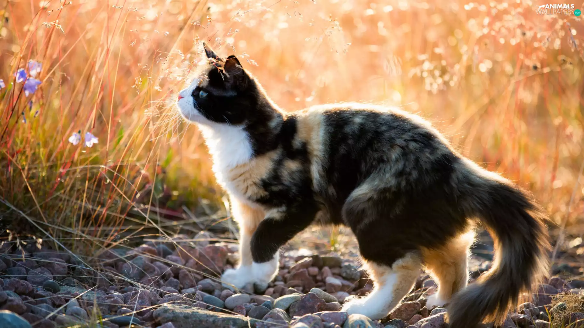Meadow, color, fuzzy, background, Stones, cat