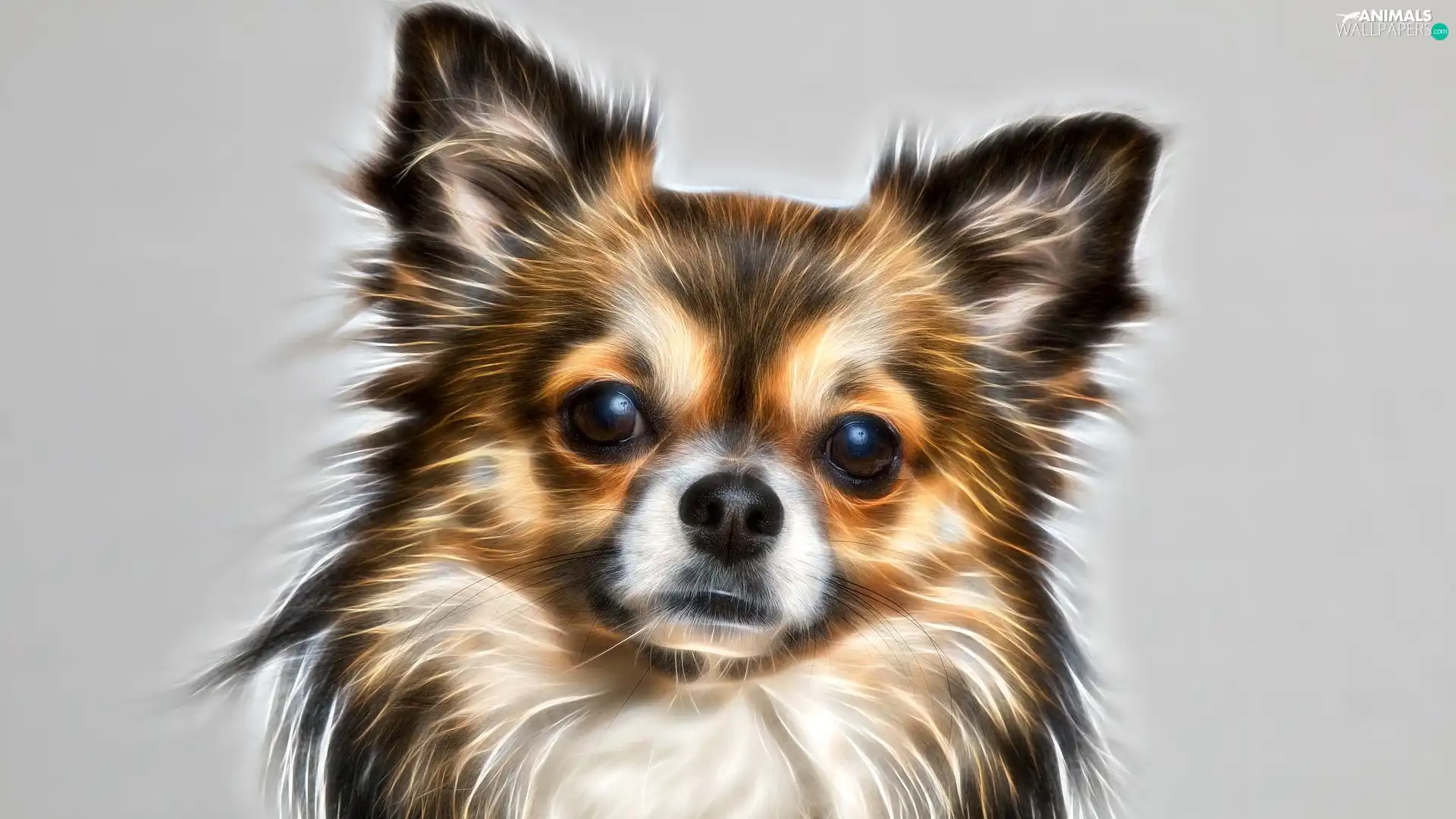 muzzle, dog, Grey, background, Fractalius, Chihuahua