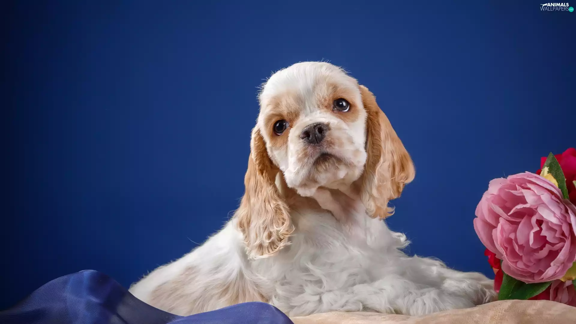 Cocker Spaniel, dog, Puppy, sad, Blue, background, Colourfull Flowers, textile, artificial