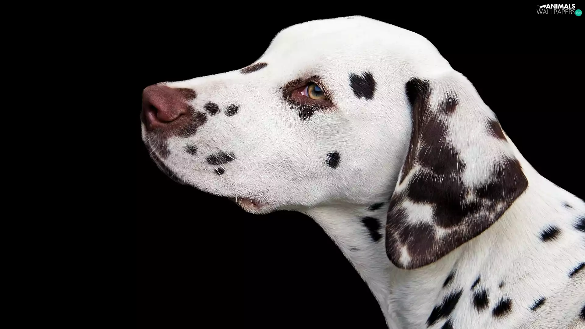 dark, background, Dalmatian, profile, dog