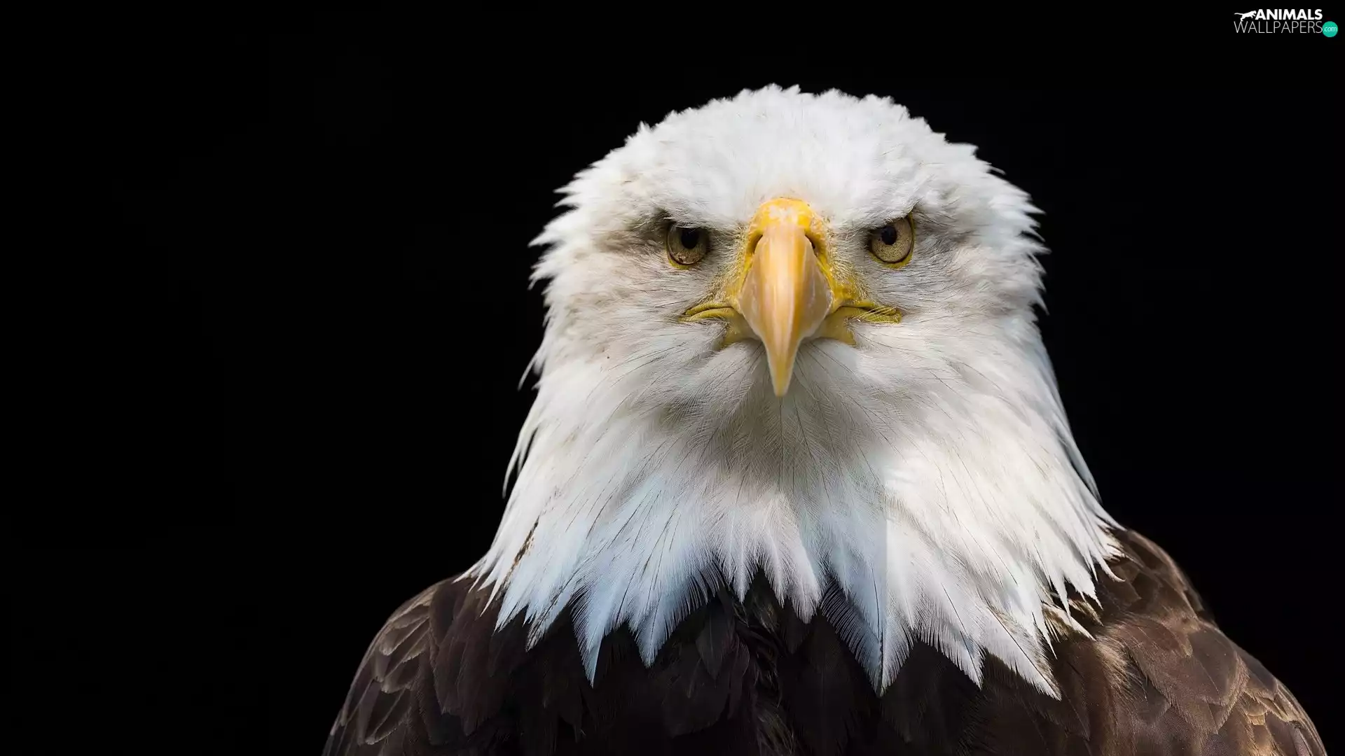 Bird, Head, Dark Background, American Bald Eagle