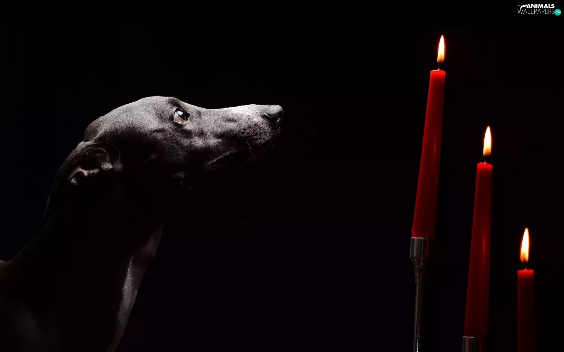 Three, sad, Black, background, Candles, dog
