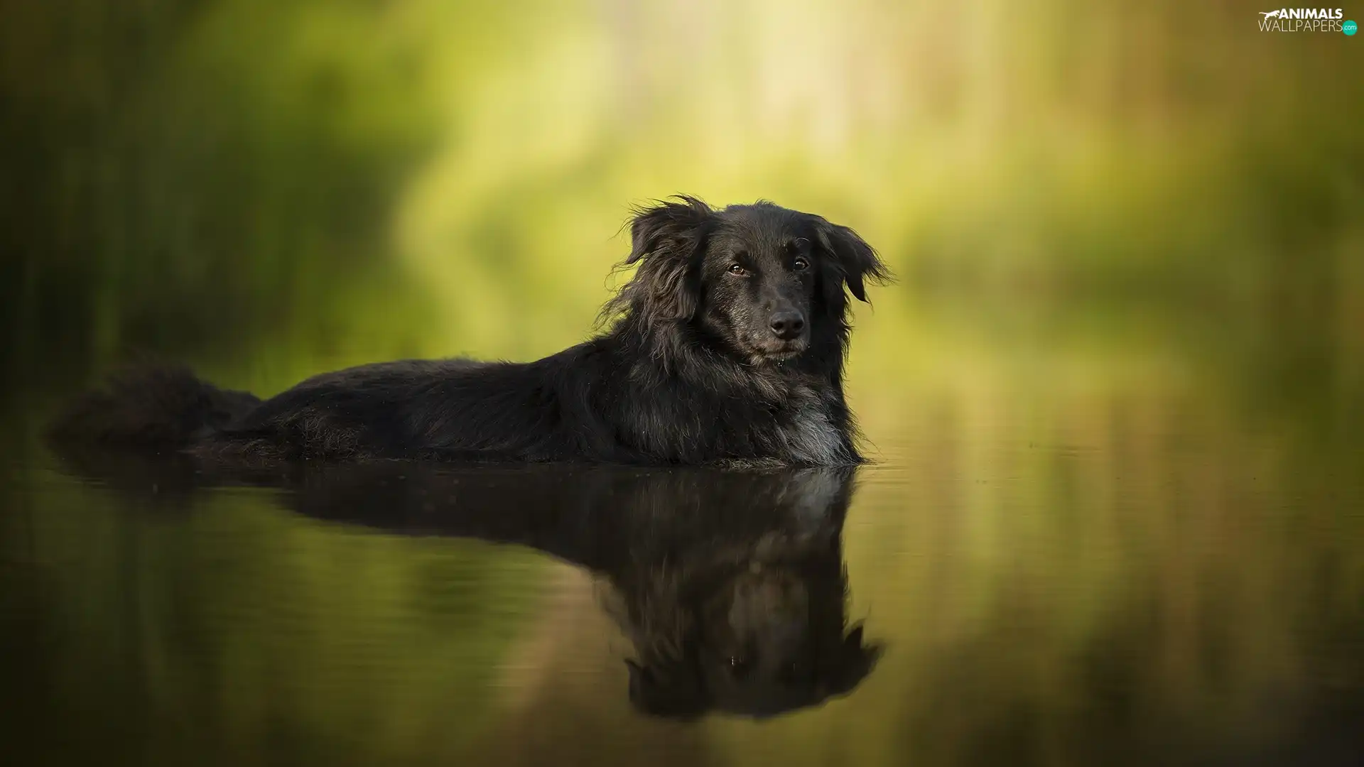 dog, fuzzy, background, water
