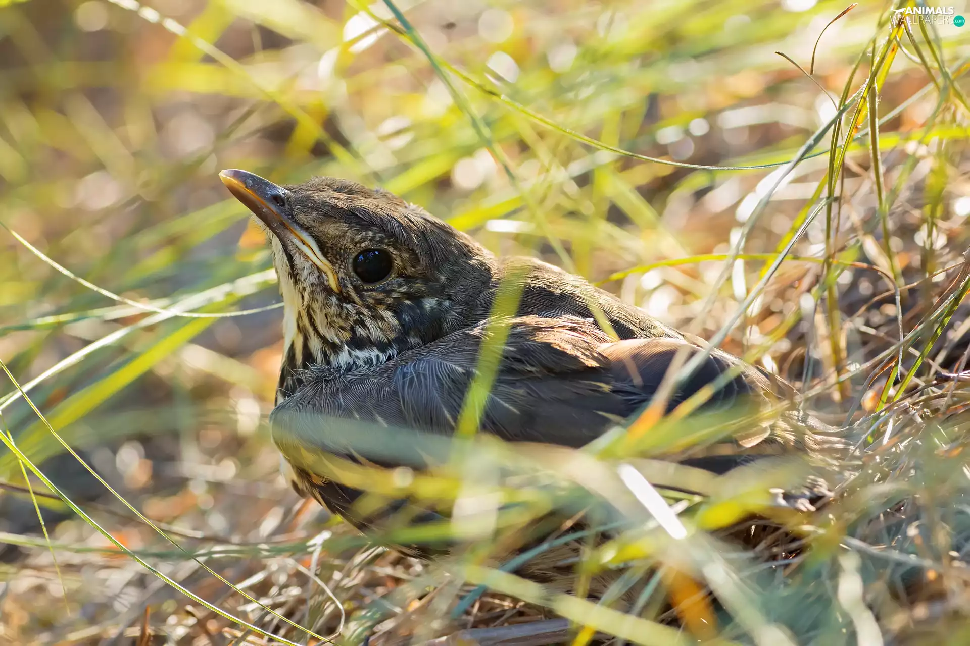 fuzzy, background, dry, grass, Bird