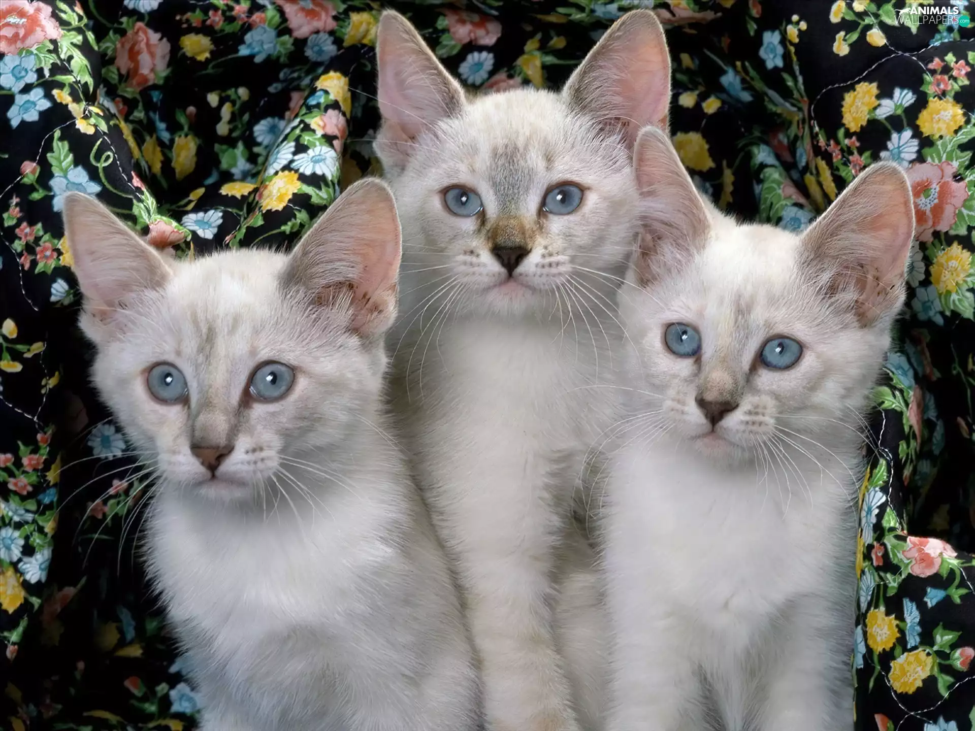 background, cats, floral