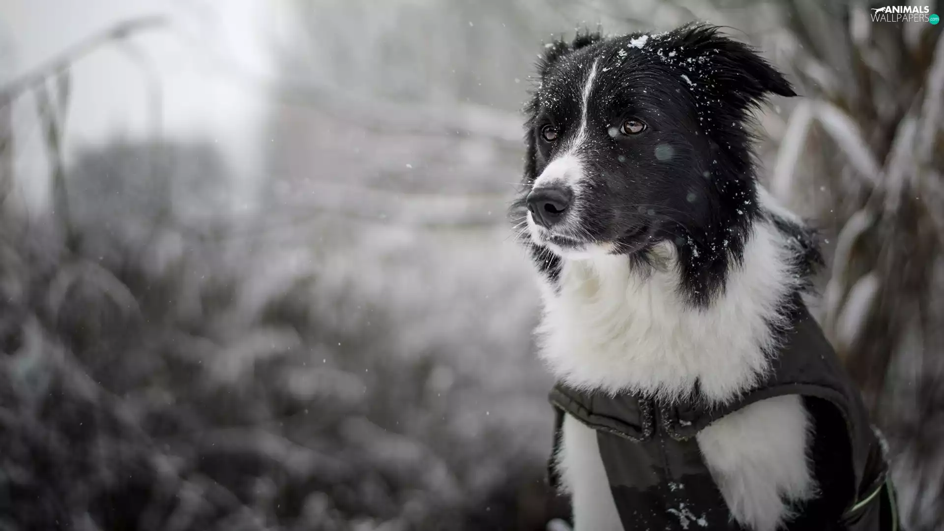 muzzle, dog, fuzzy, background, snow, Border Collie