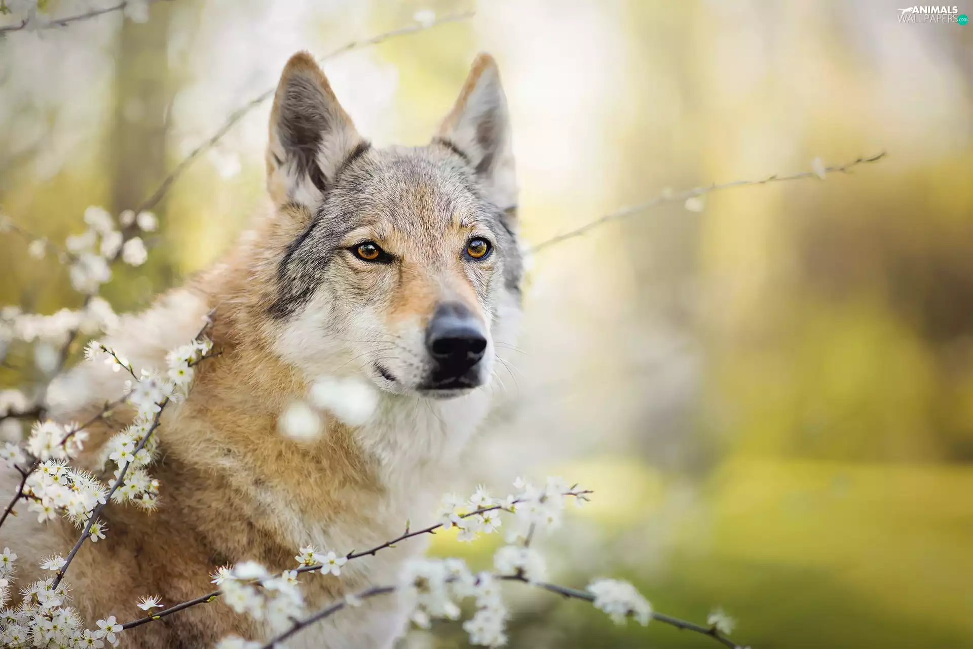 muzzle, dog, fuzzy, background, Flowers, Czechoslovakian Wolfdog