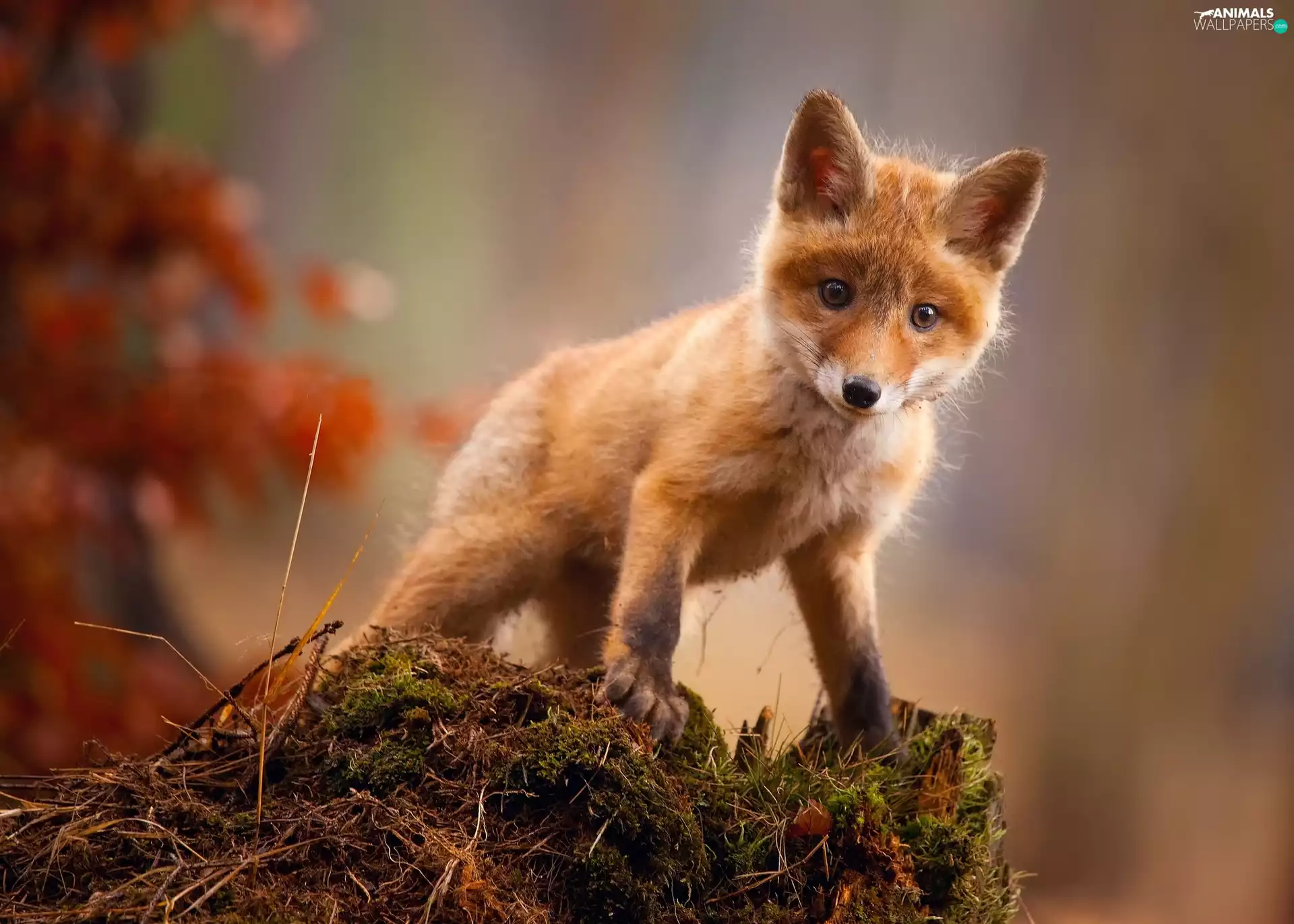 fox, Fox, fuzzy, background, Moss, ginger
