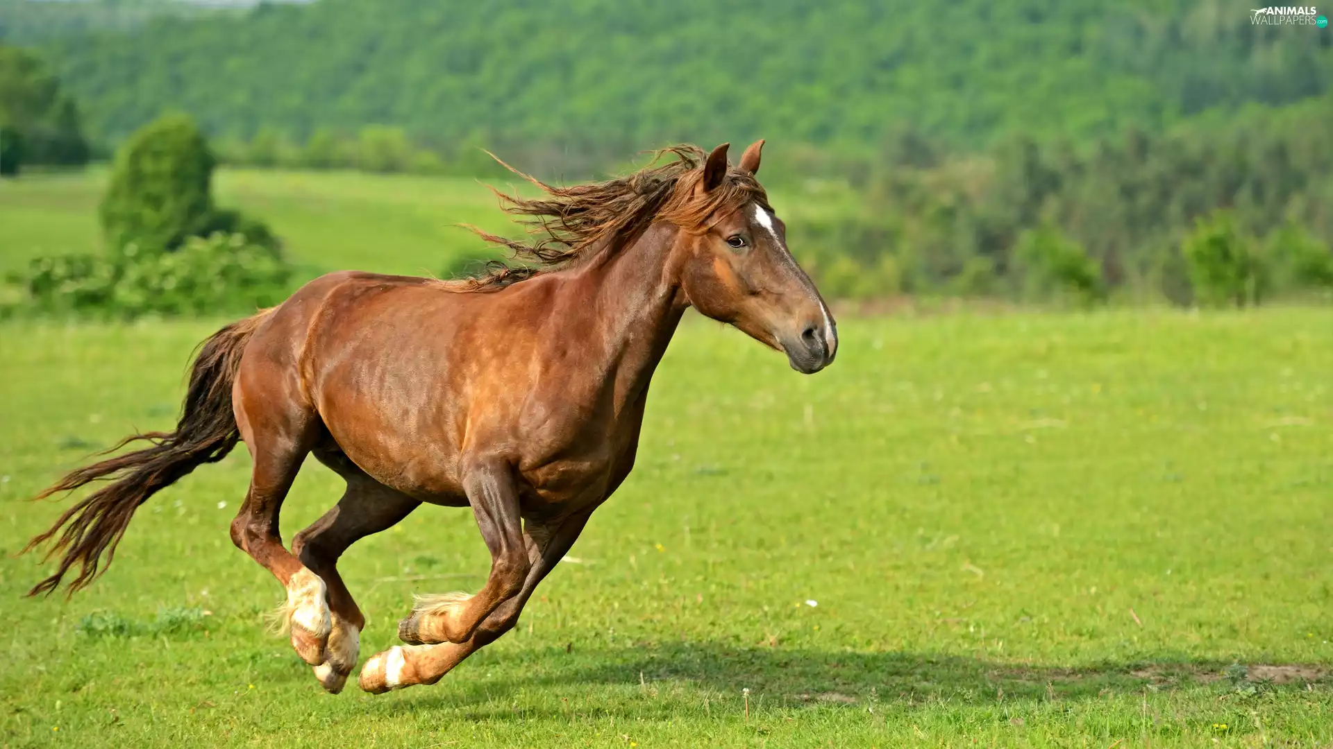 gear, bay, fuzzy, background, grass, Horse