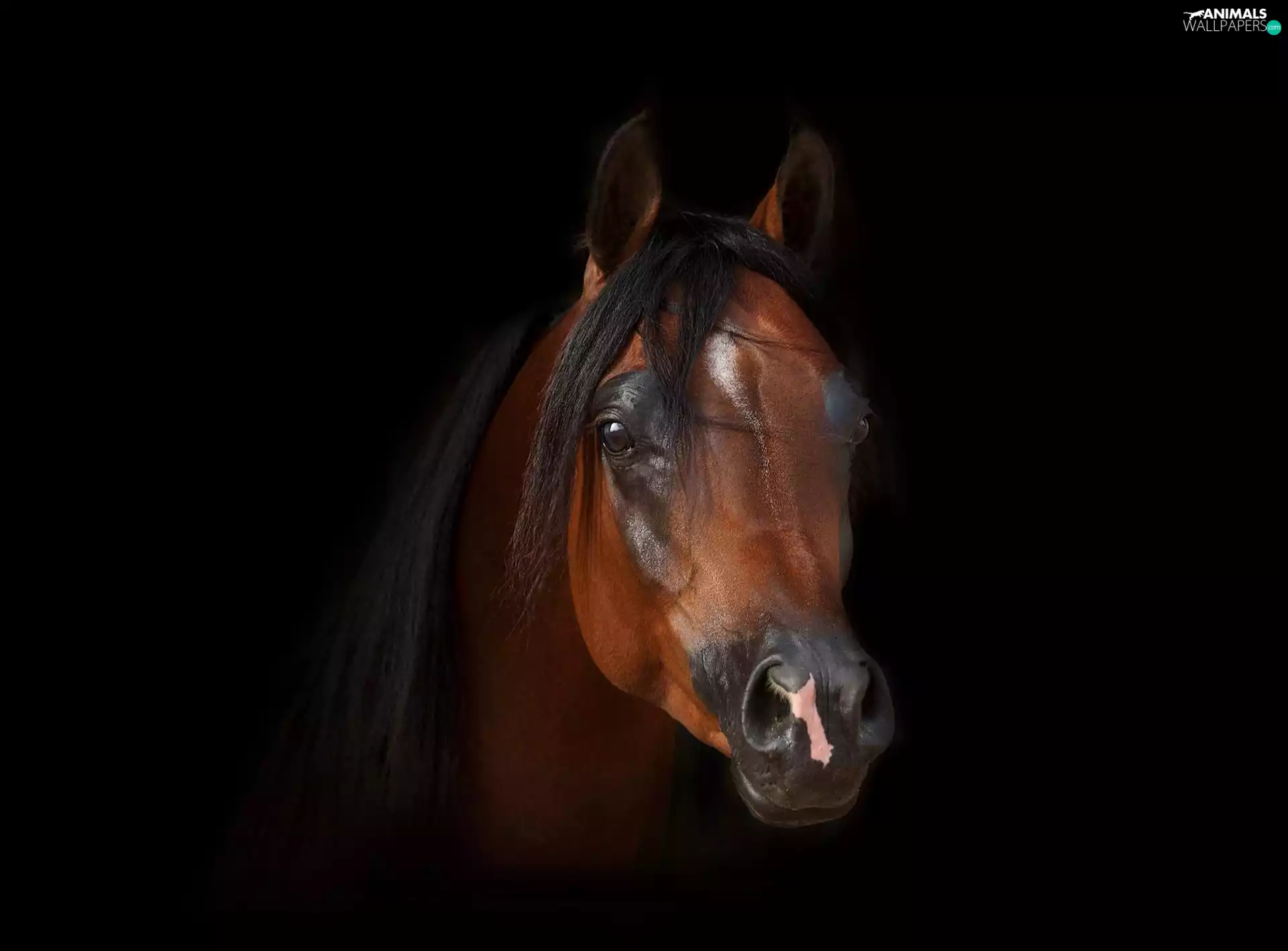 Black, background, horse, Arab, head