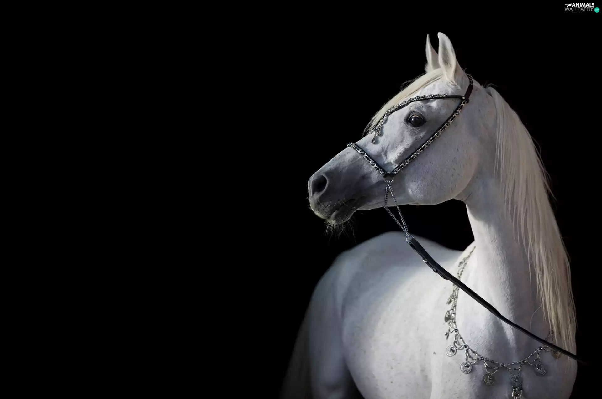 Black, background, Horse, bridle, White