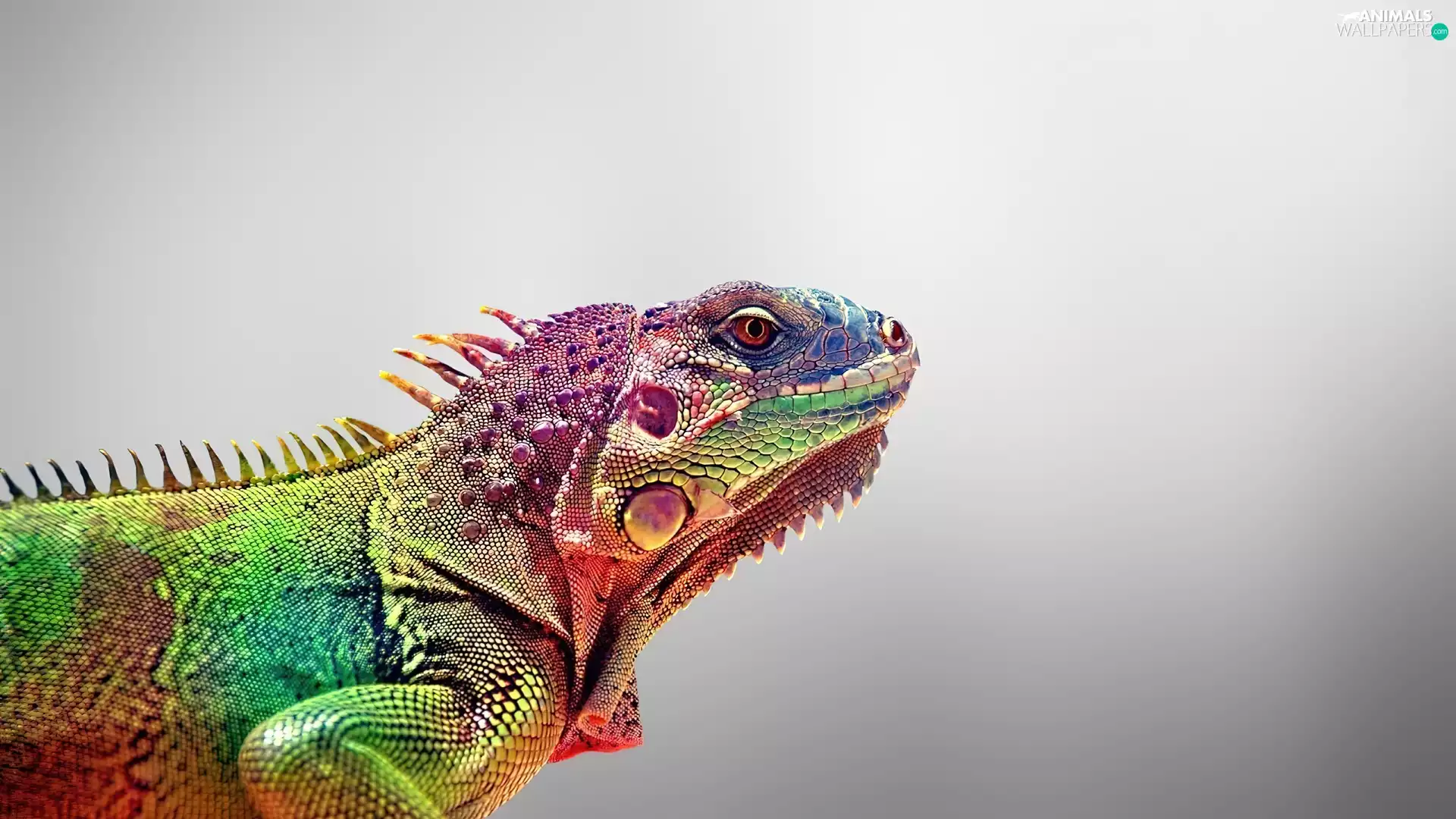 background, color, Iguana