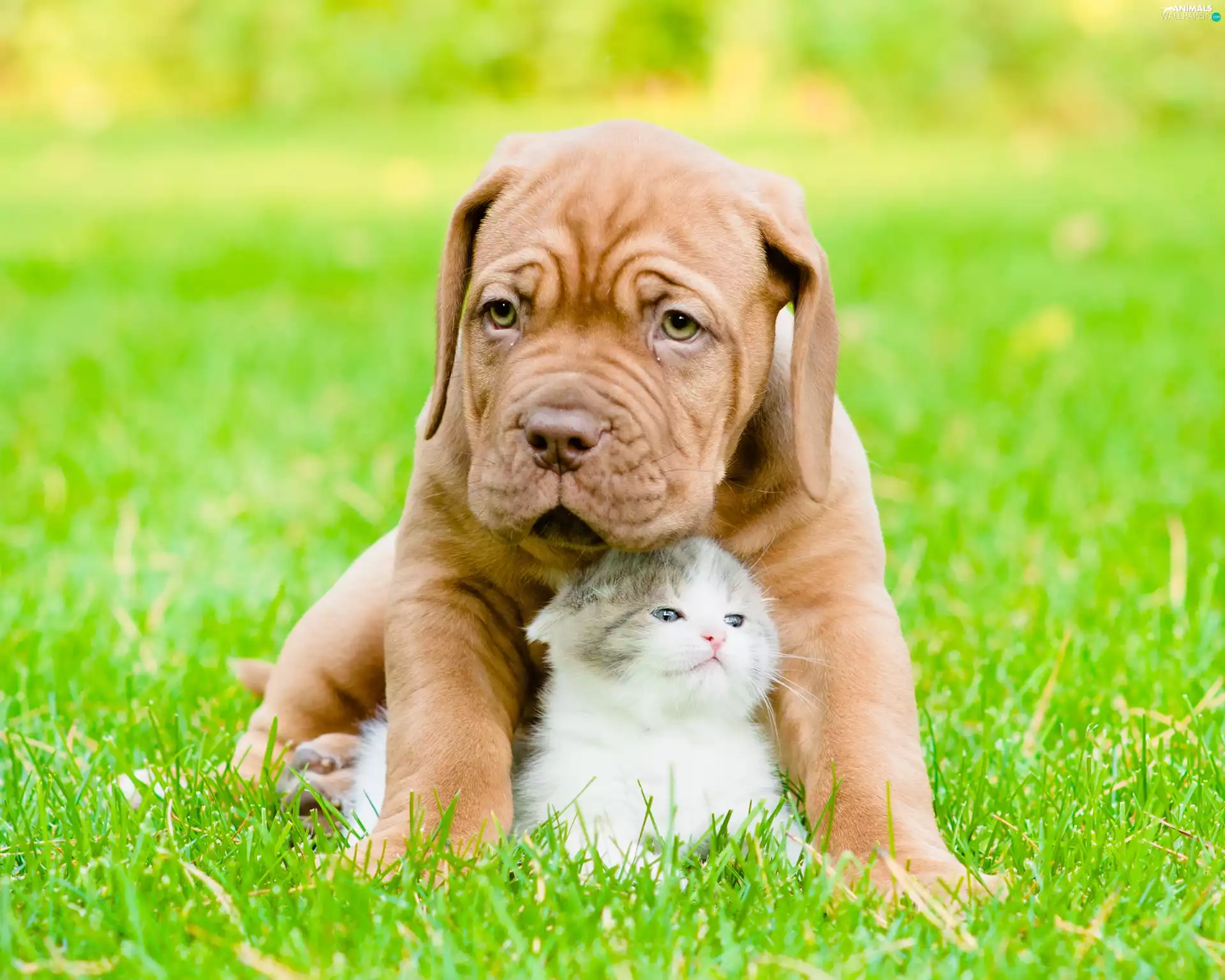 Puppy, small, fuzzy, background, hugging, kitten