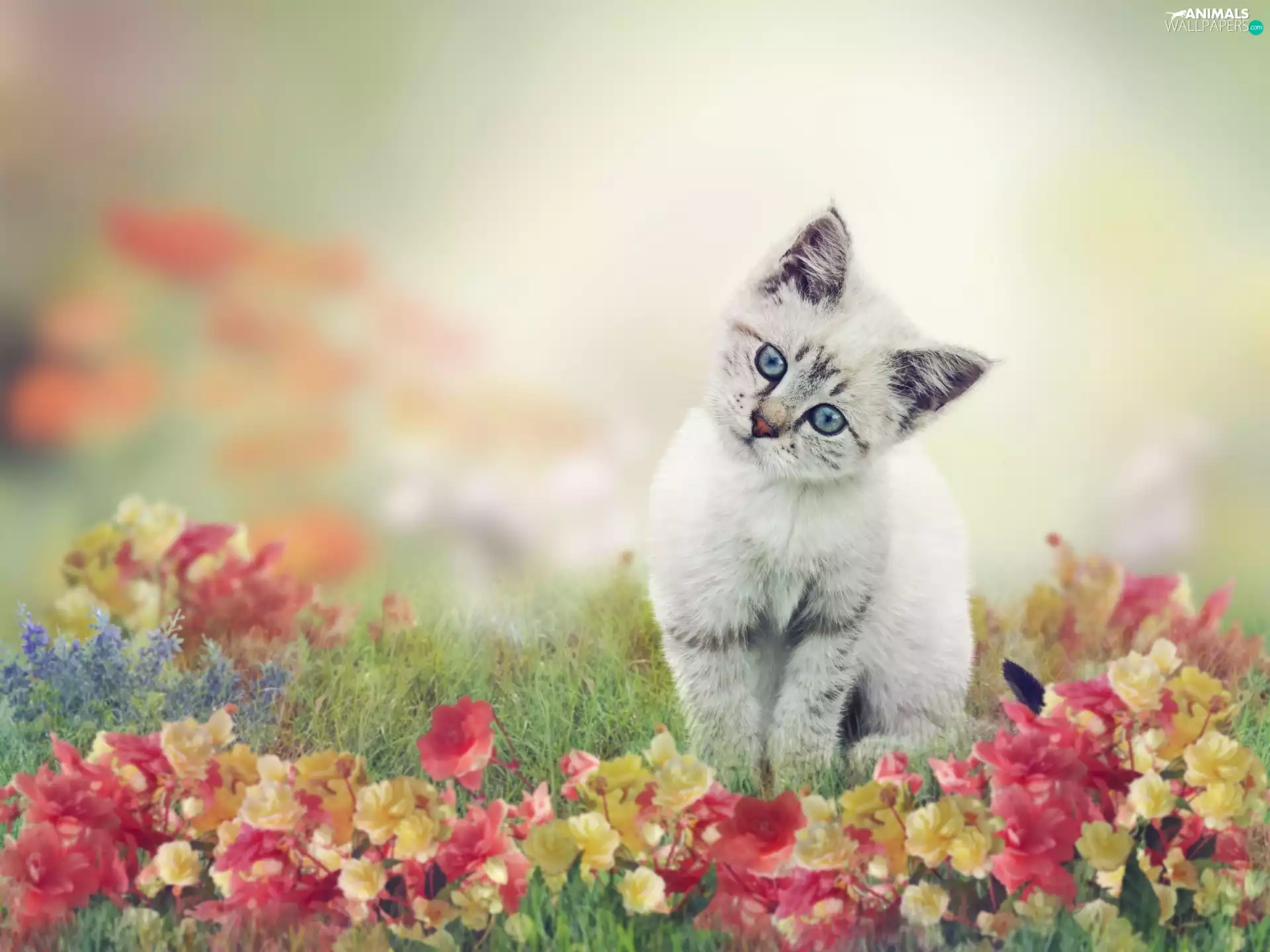 fuzzy, background, kitten, Flowers, silvery