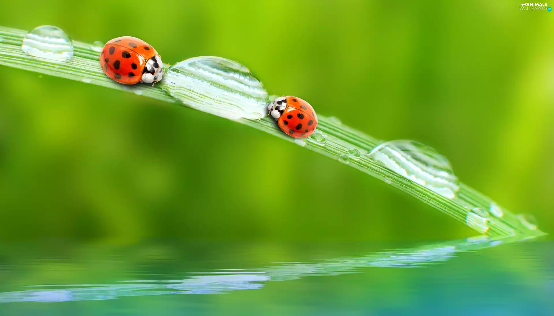 fuzzy, background, ladybugs, drops, Two