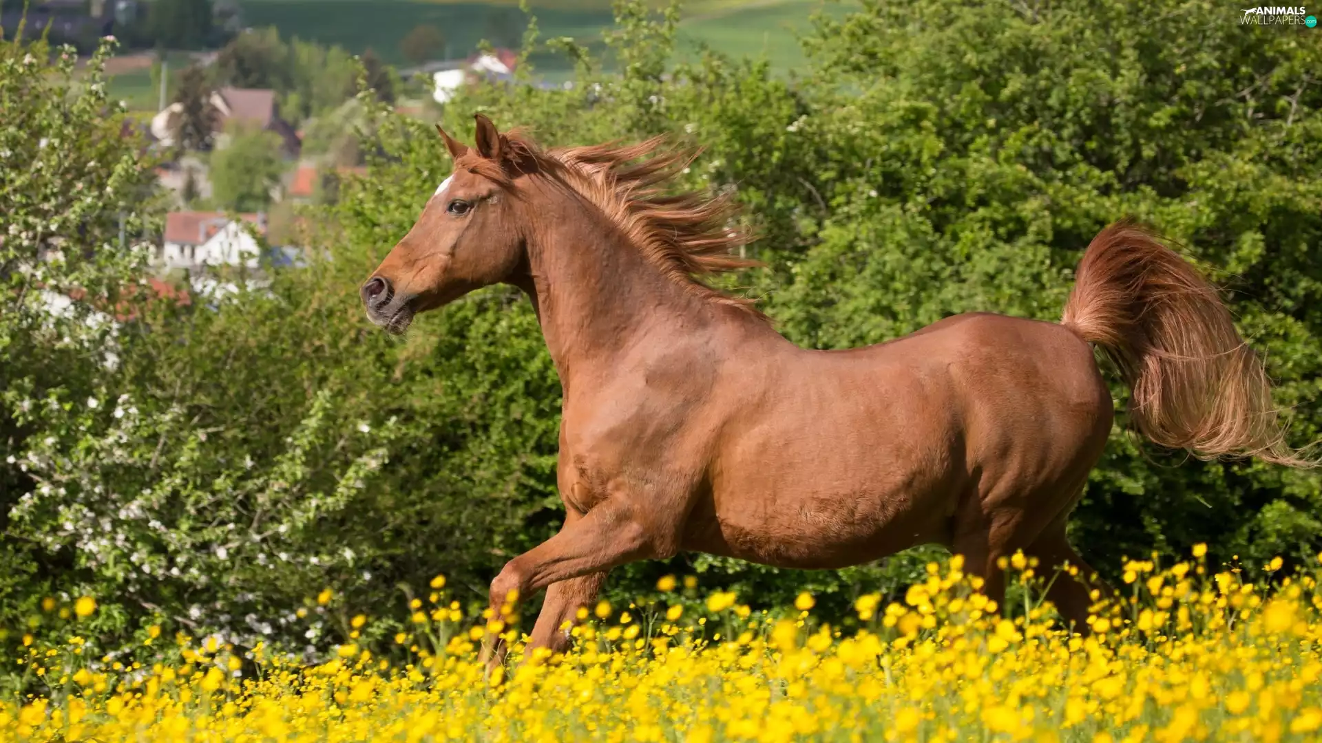 Yellow, Horse, fuzzy, background, Flowers, Meadow