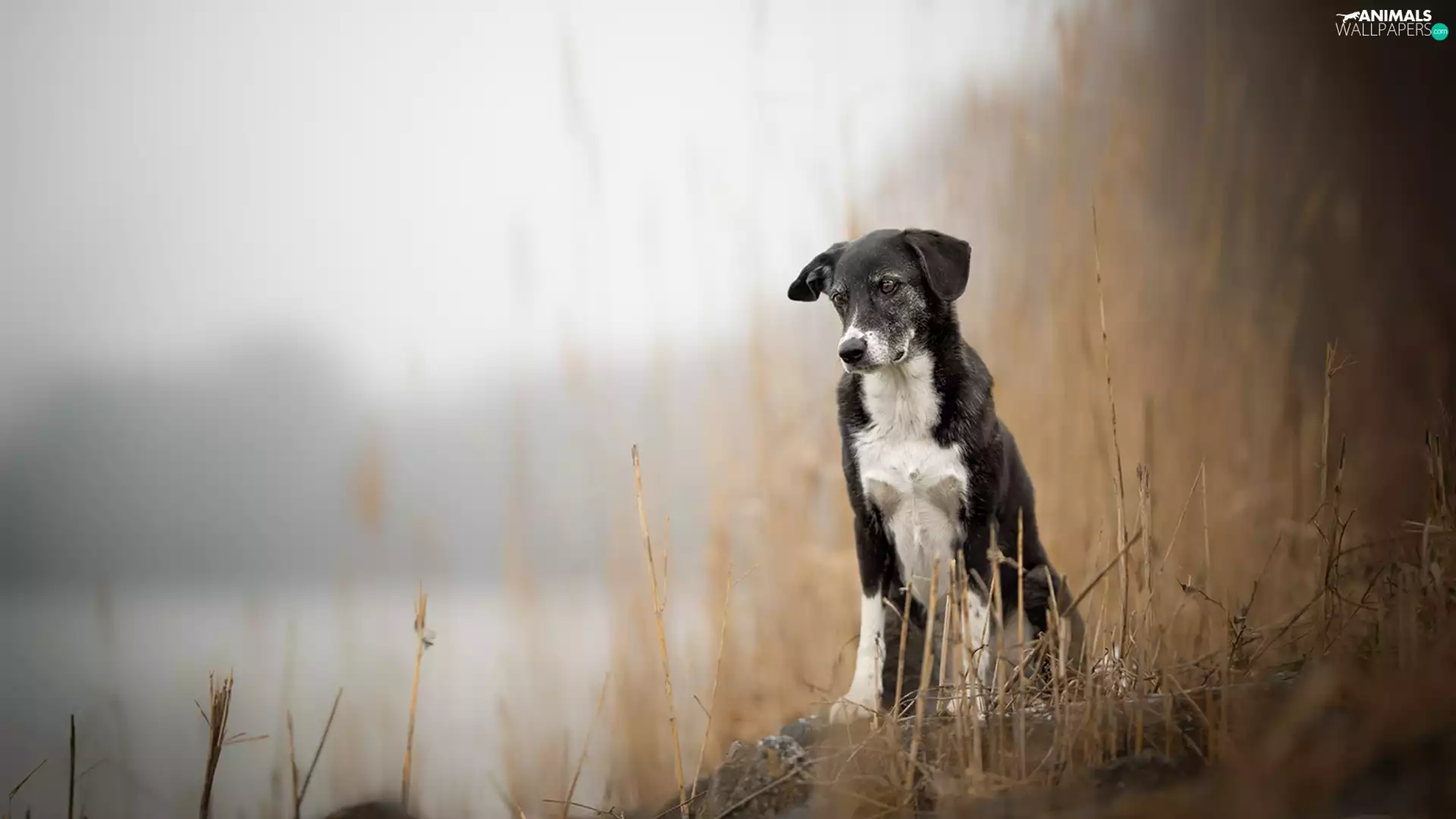 fuzzy, background, mongrel, Plants, dog