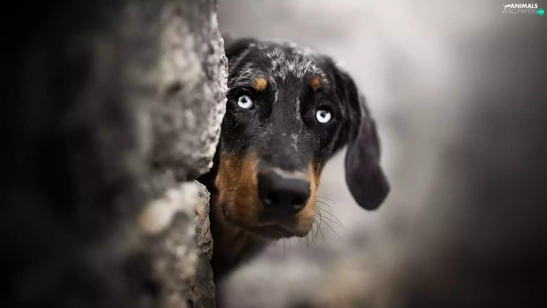 fuzzy, background, muzzle, ledge, dog