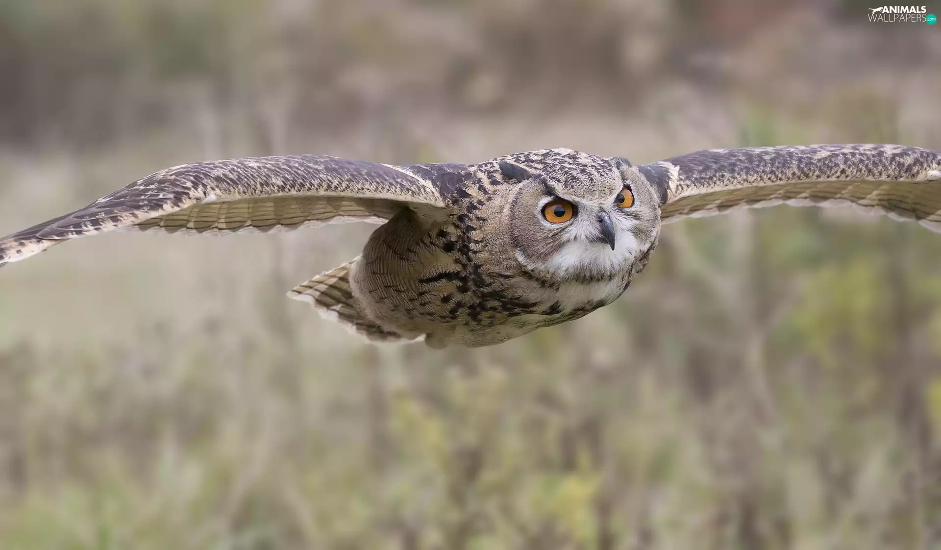 owl, flight, blurry background, eagle-owl