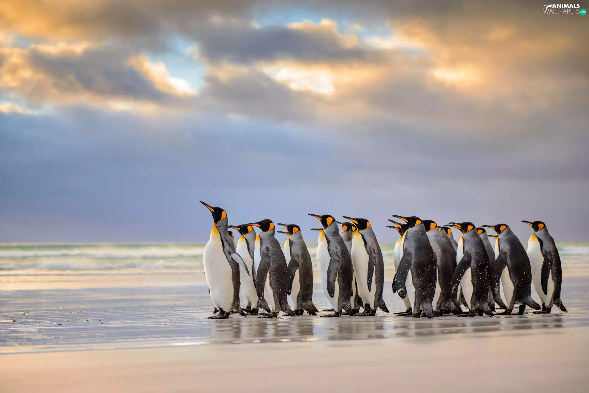 fuzzy, background, penguins, Beaches, herd