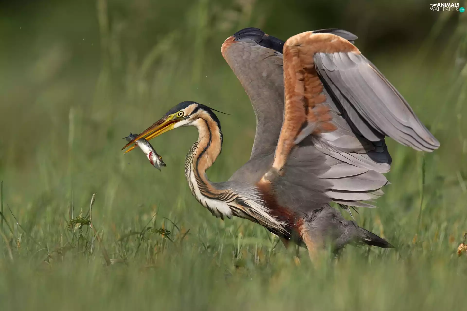 fuzzy, background, Purple, Fish, heron