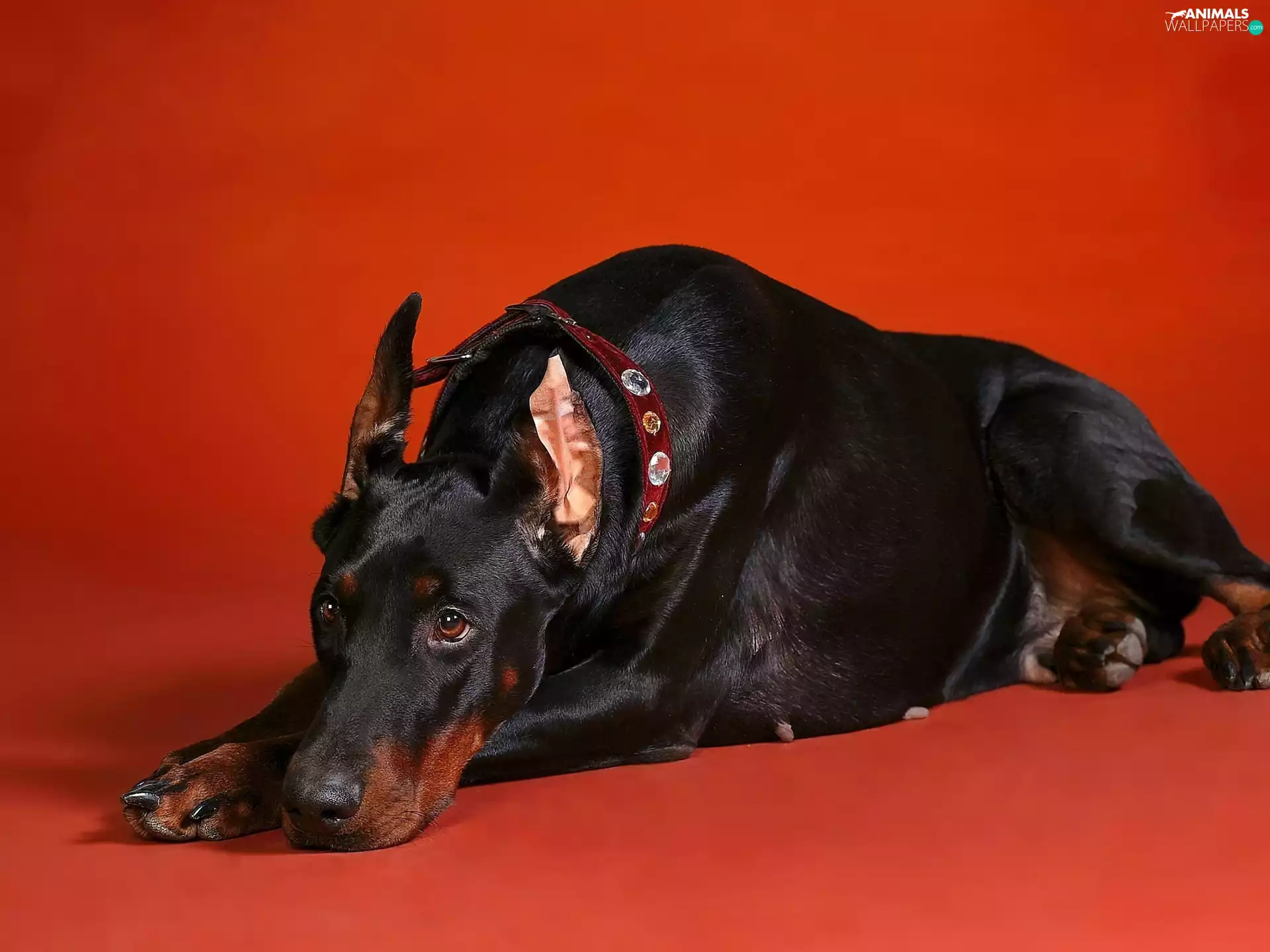 background, Doberman, Red