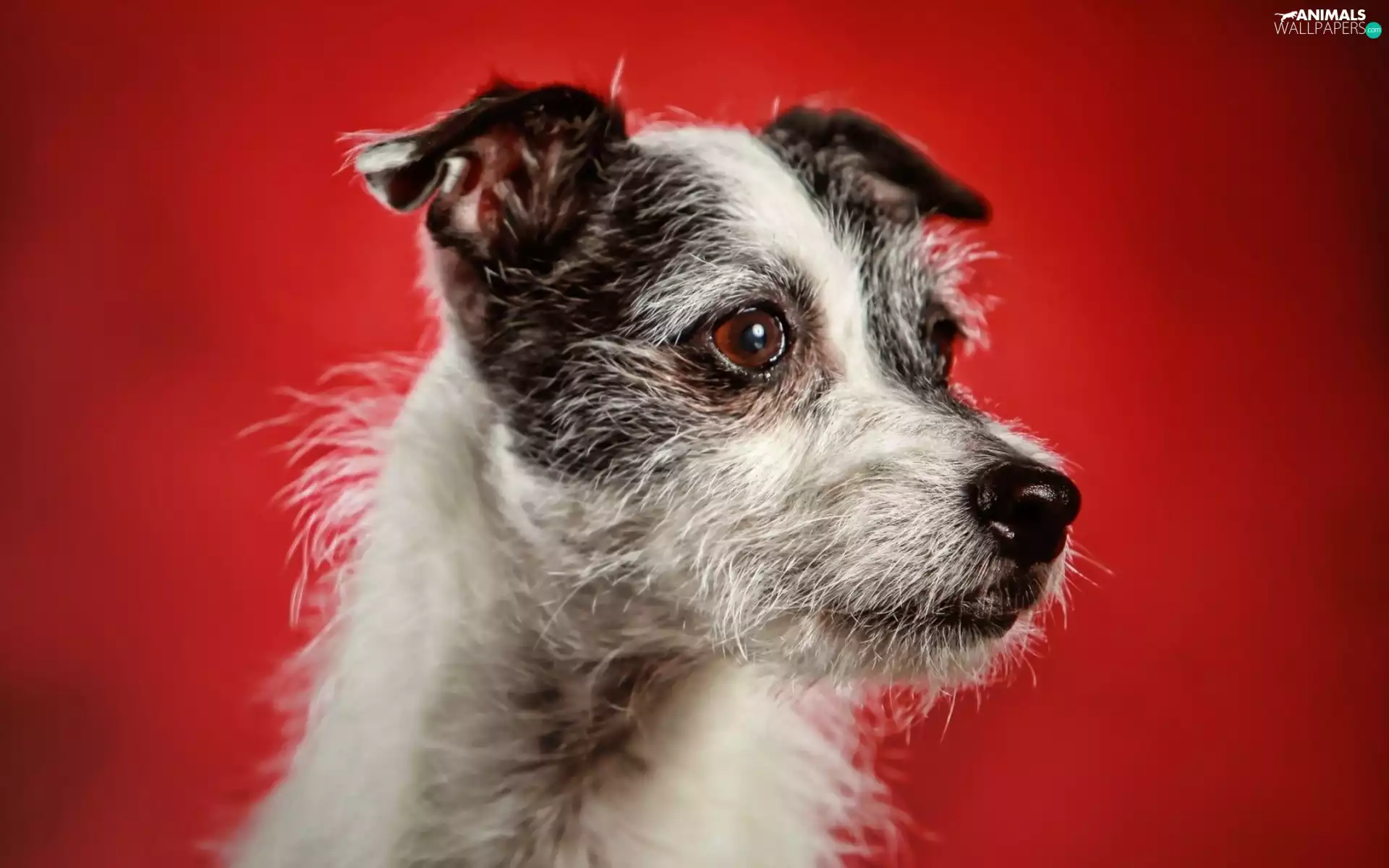 background, dog, Red