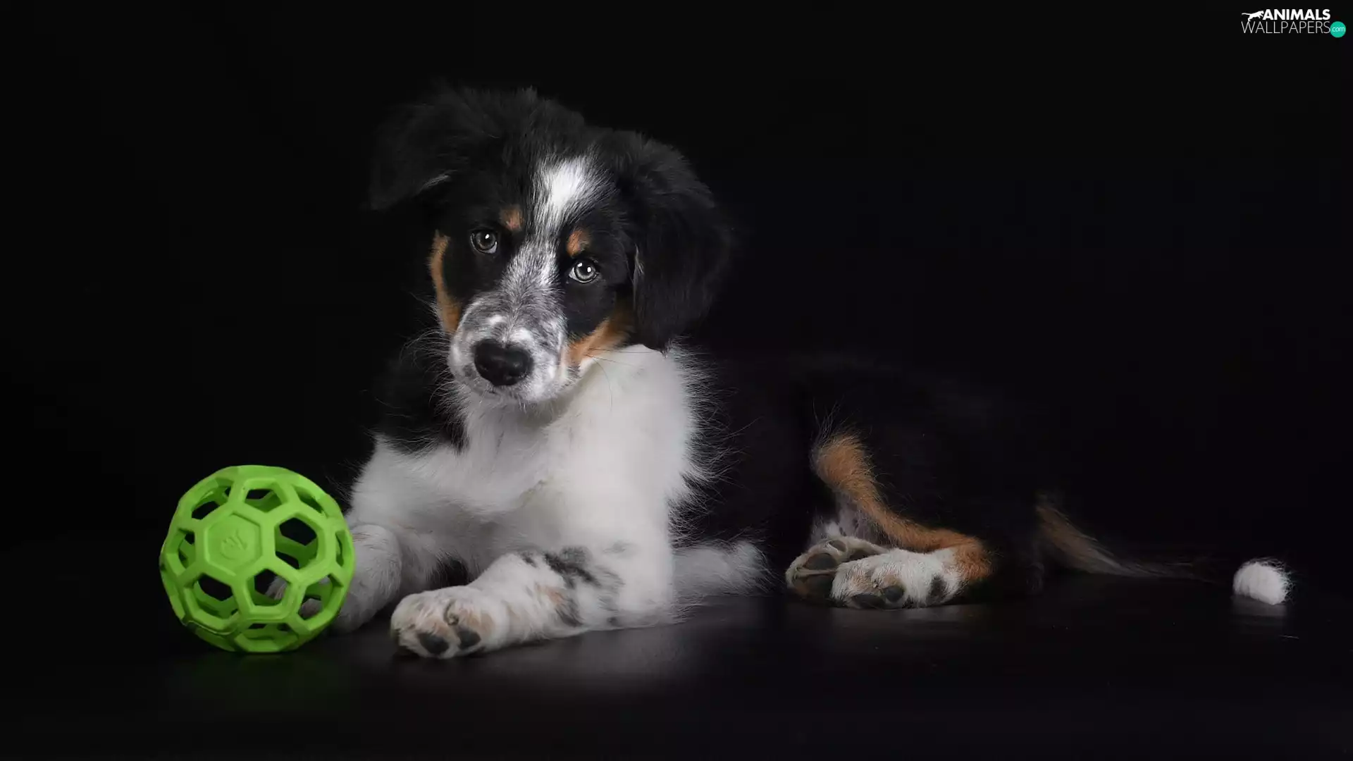 Ball, Australian Shepherd, Black, toy, Puppy, Teether, background