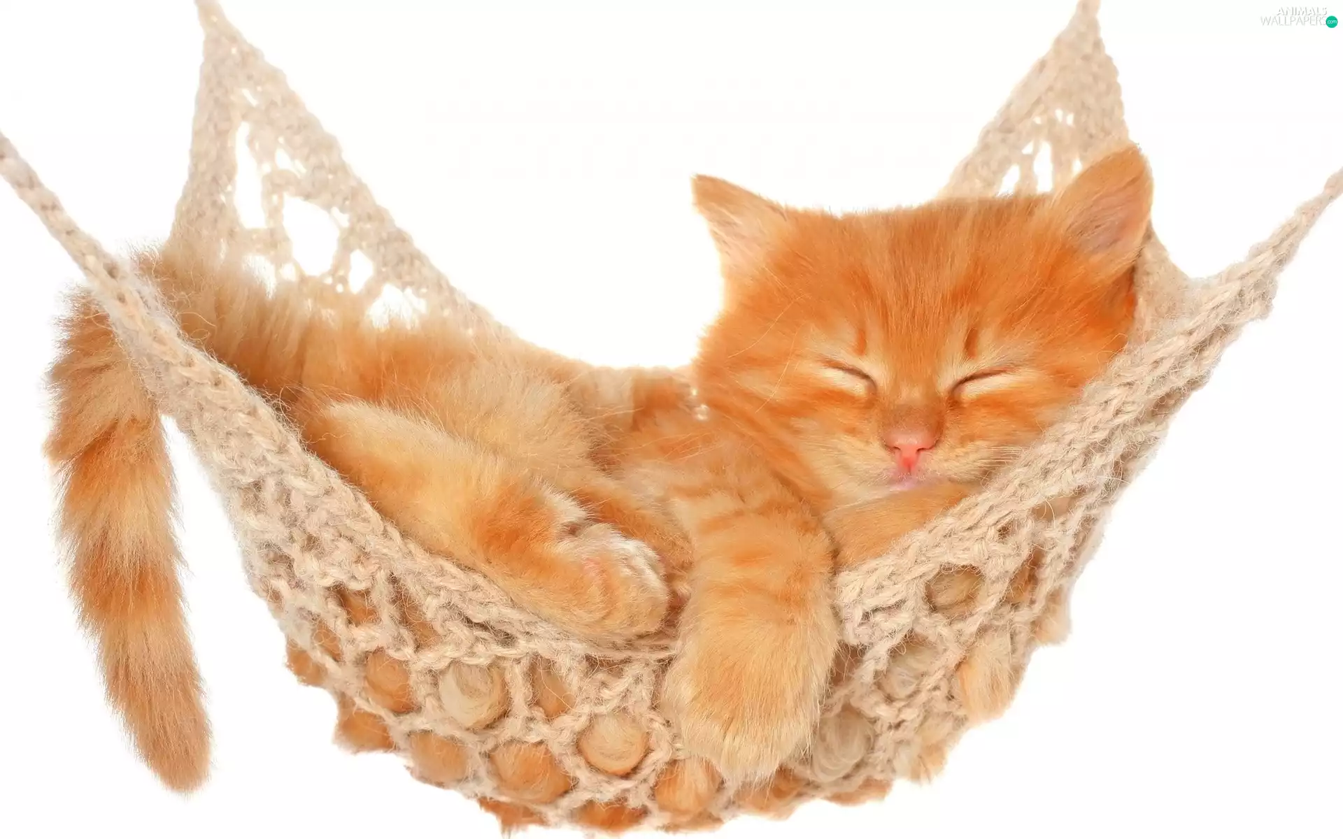 kitten, ginger, White, background, Hammock, small