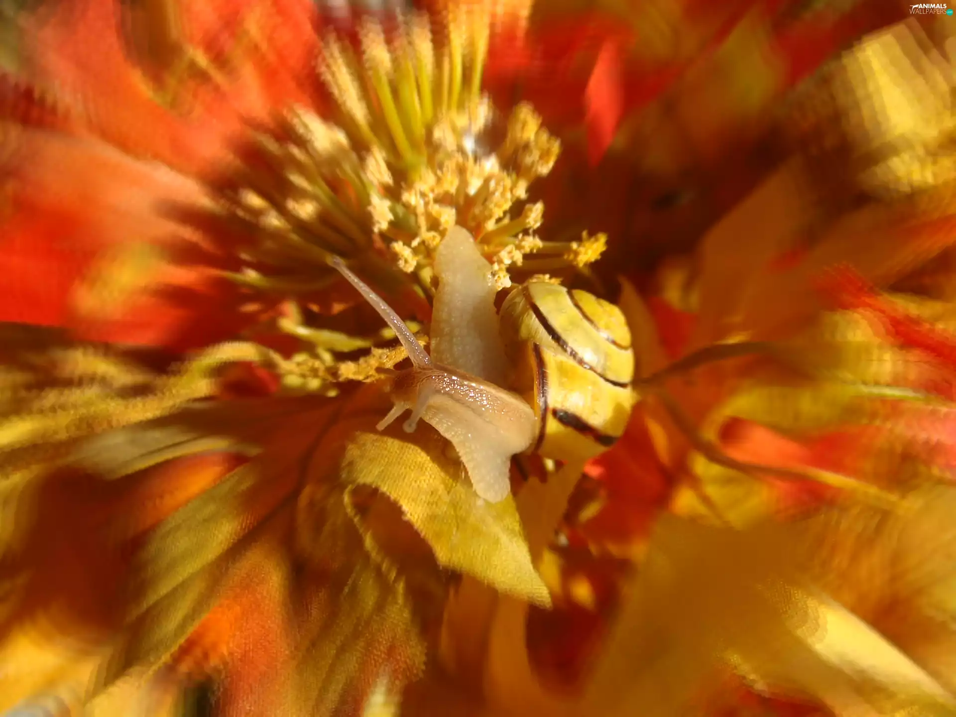 fuzzy, background, snail, Flowers, Mollusk